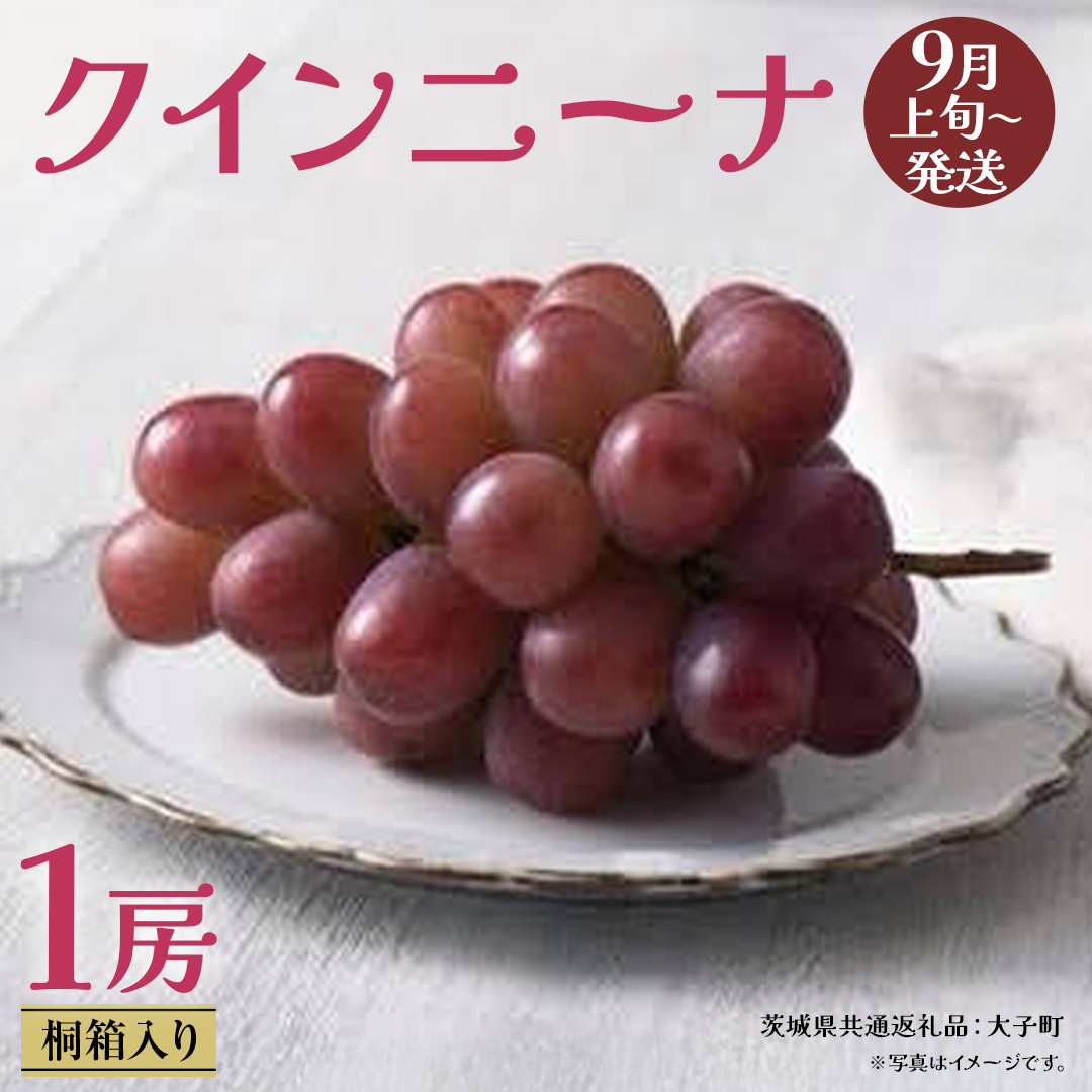 【 桐箱入り 】 クインニーナ１房 【2026年9月上旬発送開始】(茨城県共通返礼品：大子町) ぶどう 葡萄 マスカット フルーツ 果物 贈答用 ギフト 贈り物
