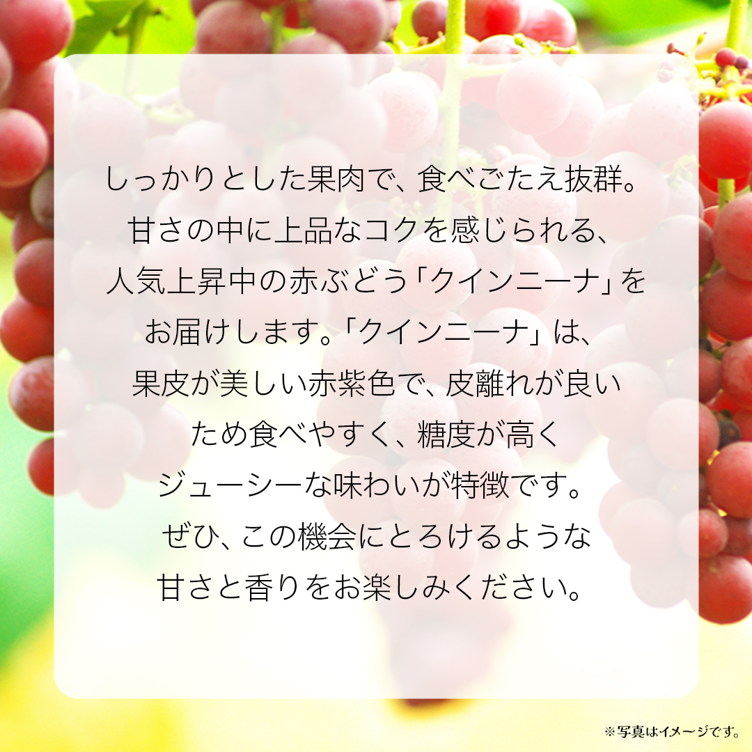 【 桐箱入り 】 クインニーナ１房 【2026年9月上旬発送開始】(茨城県共通返礼品：大子町) ぶどう 葡萄 マスカット フルーツ 果物 贈答用 ギフト 贈り物