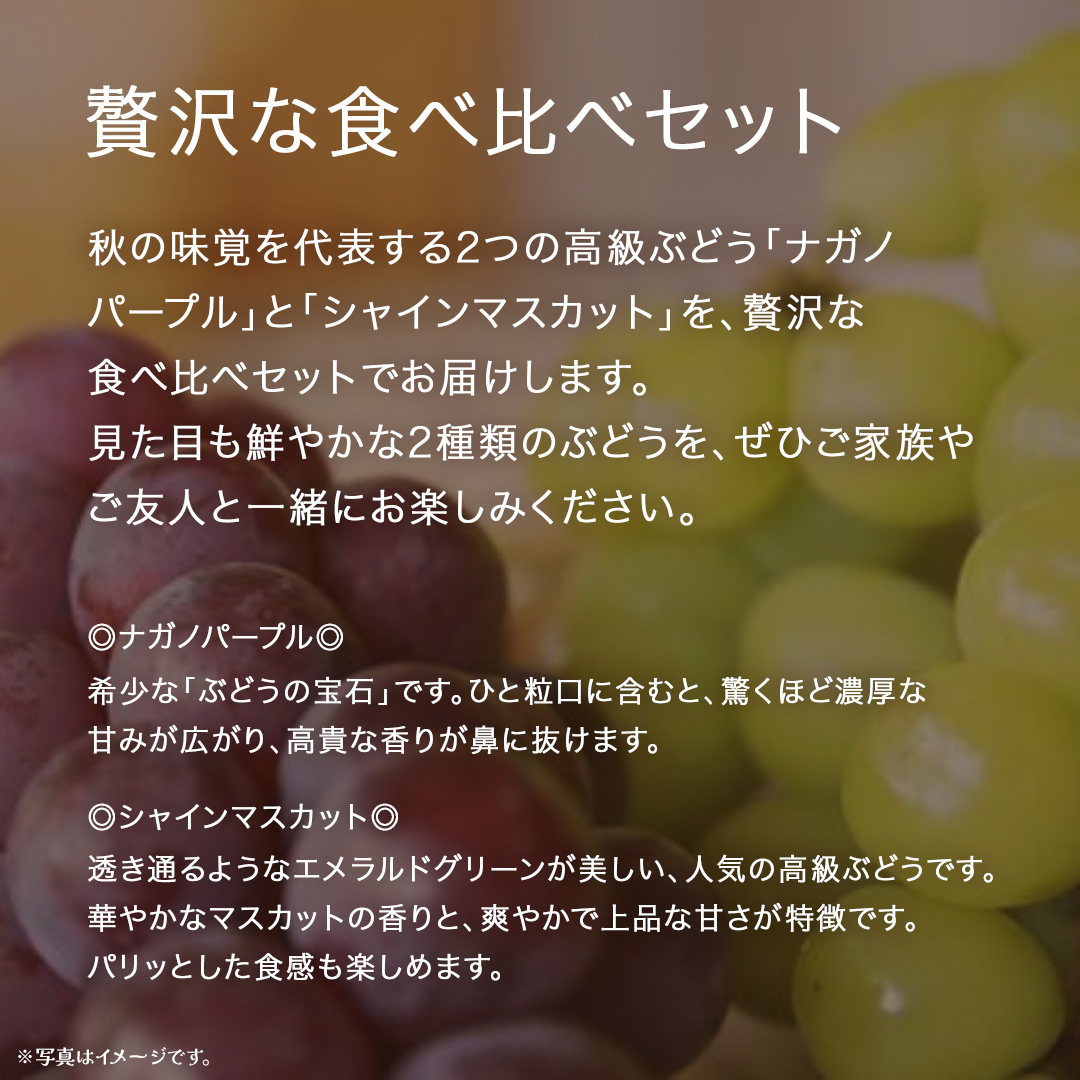 【 桐箱入り 】 ナガノパープル と シャインマスカット (各１房)【2026年8月上旬発送開始】(茨城県共通返礼品：大子町) ぶどう 葡萄 マスカット フルーツ 果物 贈答用 ギフト 贈り物