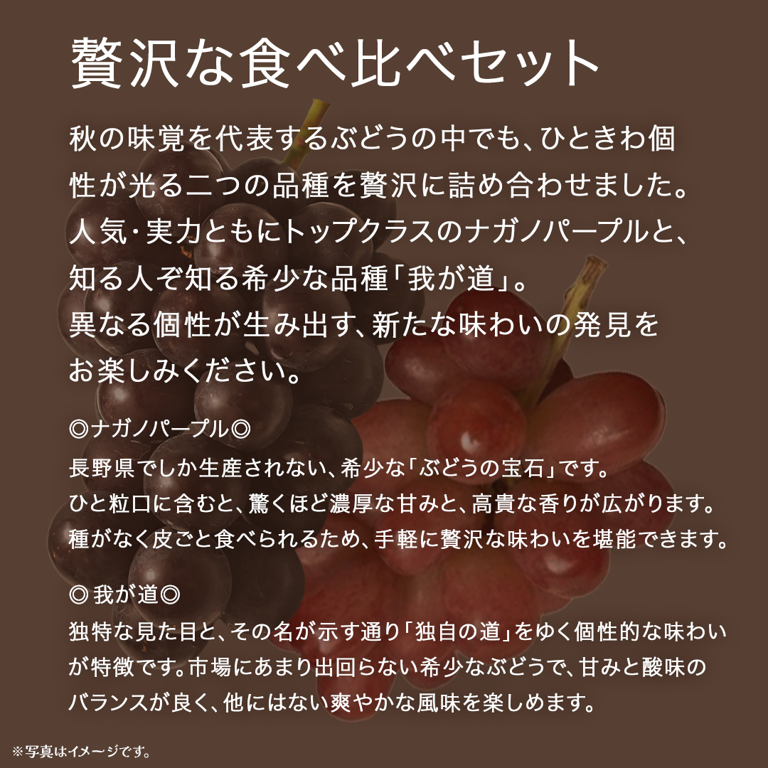 【 桐箱入り 】 ナガノパープル と 我が道 (各１房)【2026年8月上旬発送開始】(茨城県共通返礼品：大子町) ぶどう 葡萄 フルーツ 果物 贈答用 ギフト 贈り物