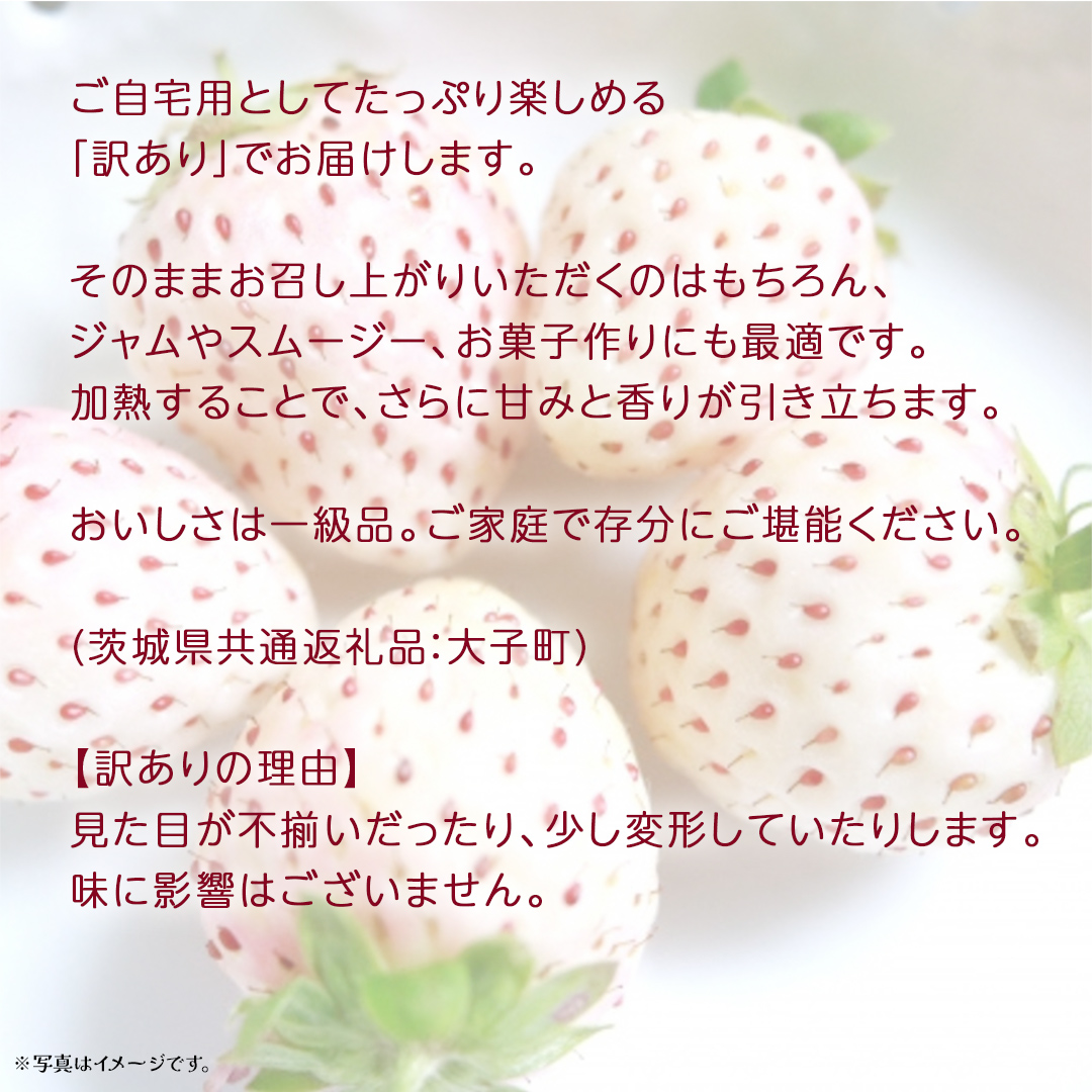 訳あり 白いちご 1kg【2026年3月発送開始】(茨城県共通返礼品：大子町) 苺 果物 フルーツ 果実 ご家庭用
