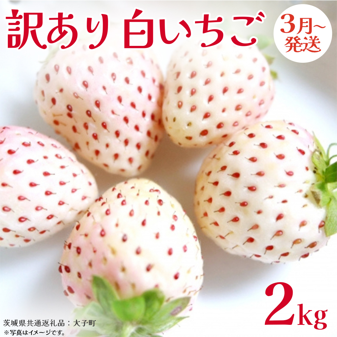 訳あり 白いちご 2kg【2026年3月発送開始】(茨城県共通返礼品：大子町) 苺 果物 フルーツ 果実 ご家庭用	

