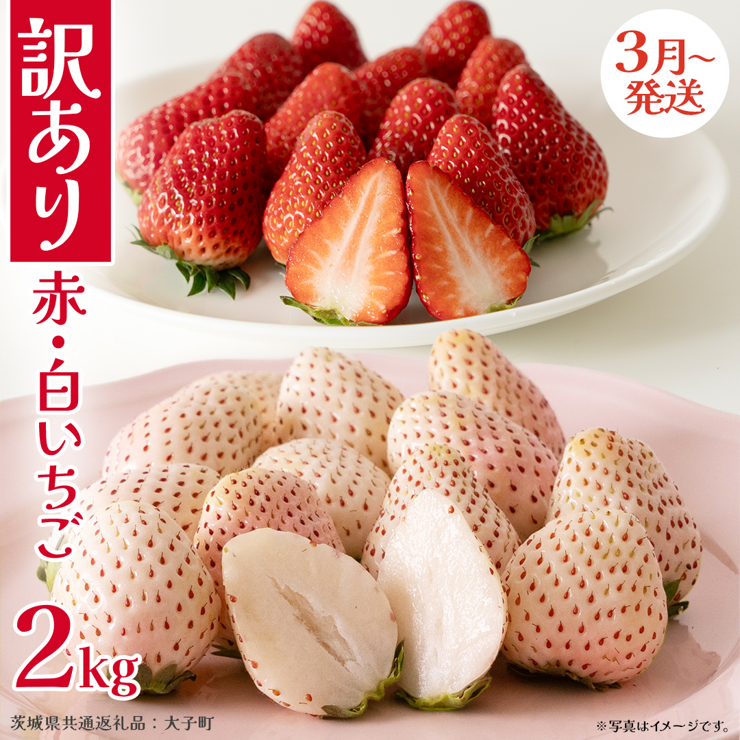 訳あり 紅白いちご 2kg【2026年3月発送開始】(茨城県共通返礼品：大子町) 苺 果物 フルーツ 果実 ご家庭用
