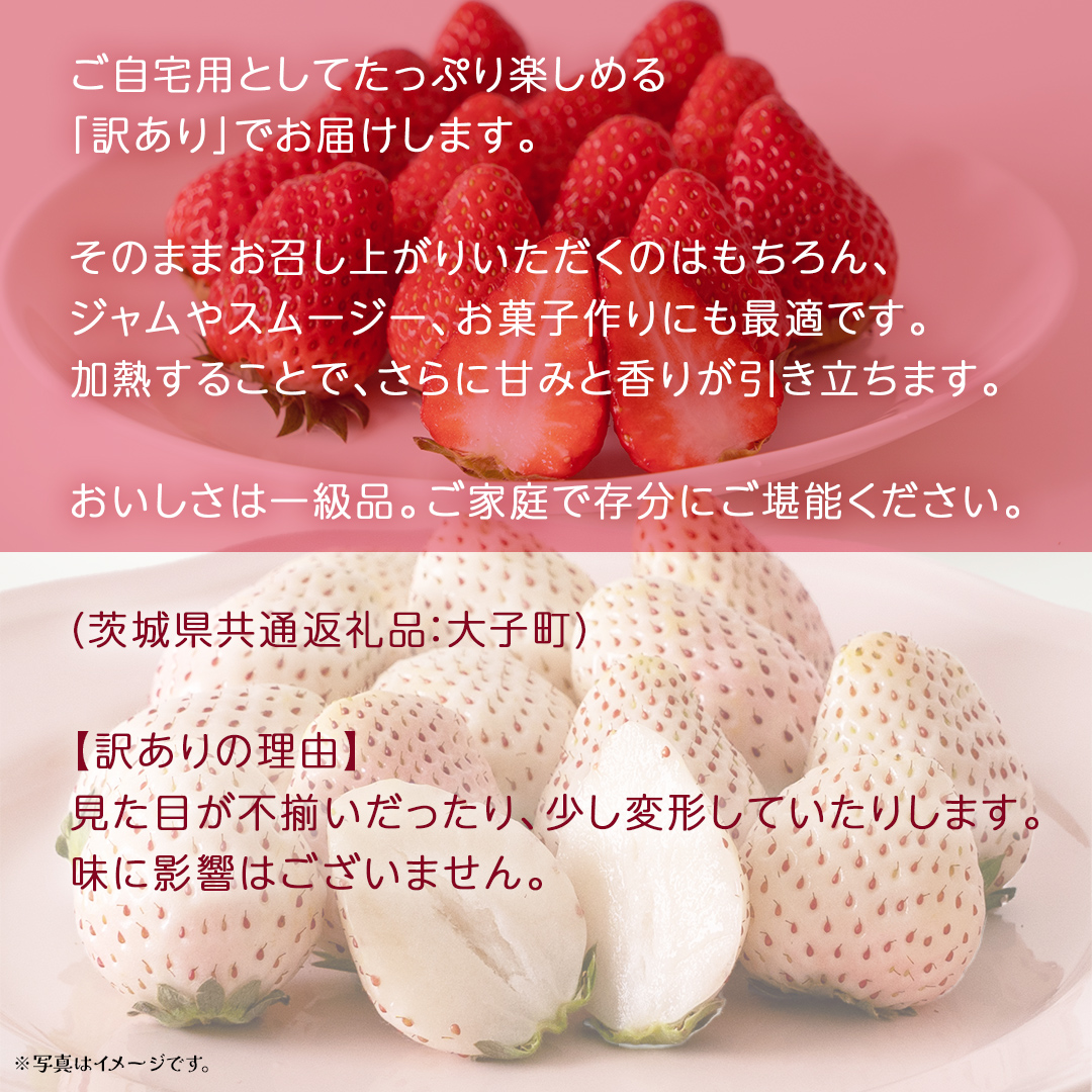 訳あり 紅白いちご 2kg【2026年3月発送開始】(茨城県共通返礼品：大子町) 苺 果物 フルーツ 果実 ご家庭用
