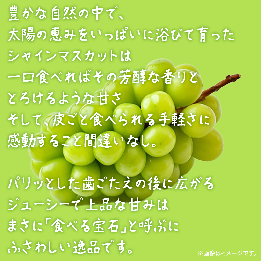 シャインマスカット 2.5kg 【2026年8月下旬発送開始】(茨城県共通返礼品：大子町) ぶどう 葡萄 ブドウ マスカット フルーツ 果物 贈答用 ギフト 贈り物