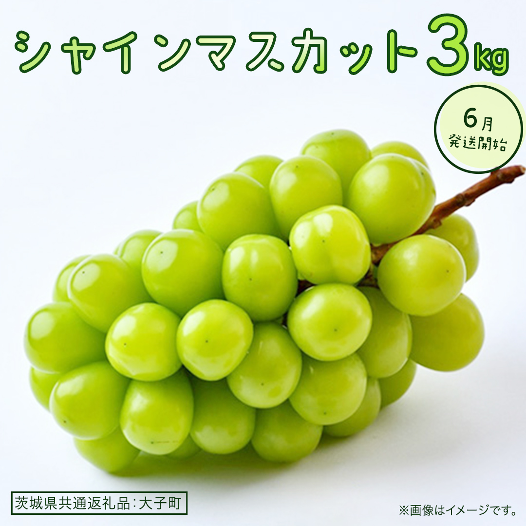 シャインマスカット 3kg 【2026年6月発送開始】(茨城県共通返礼品：大子町) ぶどう 葡萄 ブドウ マスカット フルーツ 果物 贈答用 ギフト 贈り物