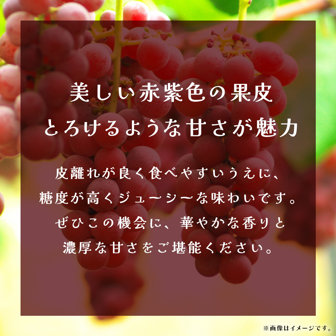 クインニーナ 約2.5kg (4～6房) 【2026年8月下旬発送開始】(茨城県共通返礼品：大子町) ぶどう 葡萄 ブドウ 果物 フルーツ 果実