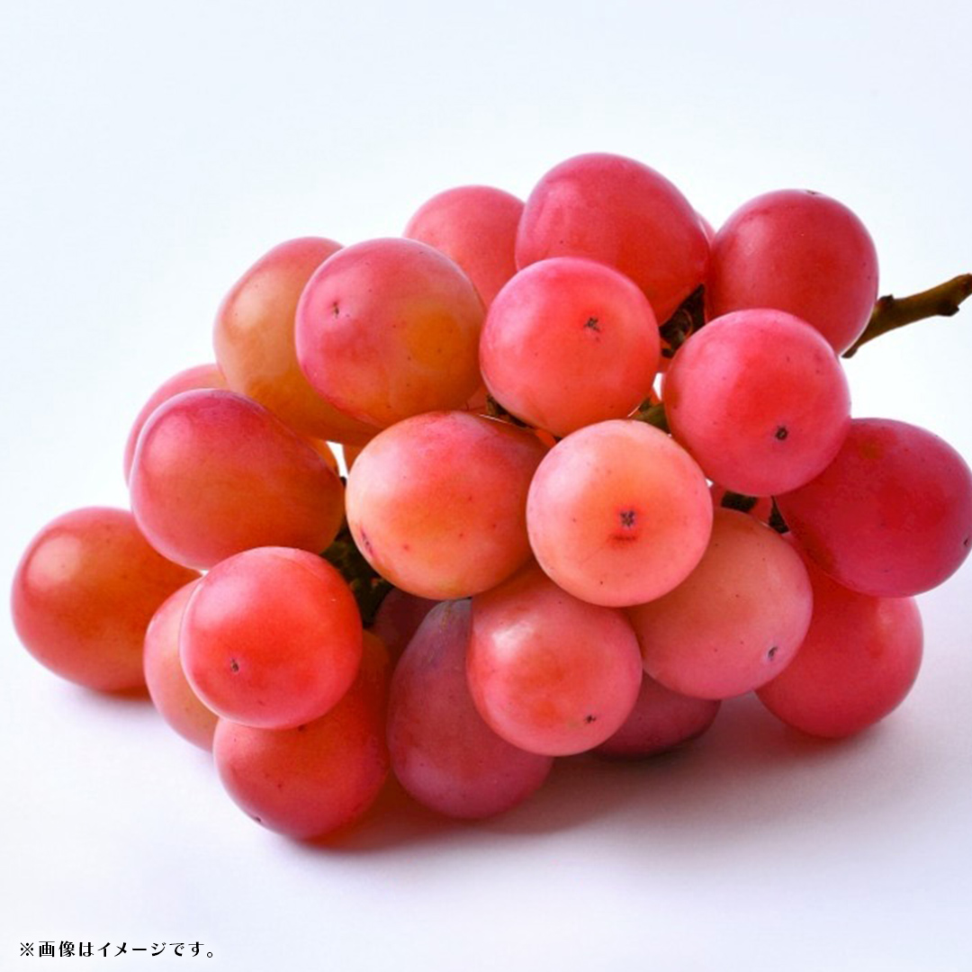 クインニーナ 約2.5kg (4～6房) 【2026年8月下旬発送開始】(茨城県共通返礼品：大子町) ぶどう 葡萄 ブドウ 果物 フルーツ 果実