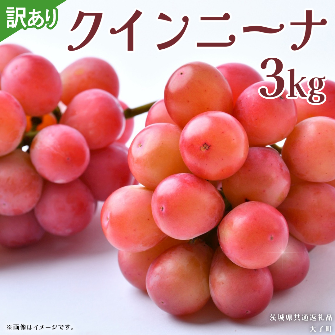 【 訳あり 】 クインニーナ 3kg 【2026年9月発送開始】(茨城県共通返礼品：大子町) ぶどう 葡萄 ブドウ 果物 フルーツ 果実 ワケあり ご自宅用 ご家庭用 自分用