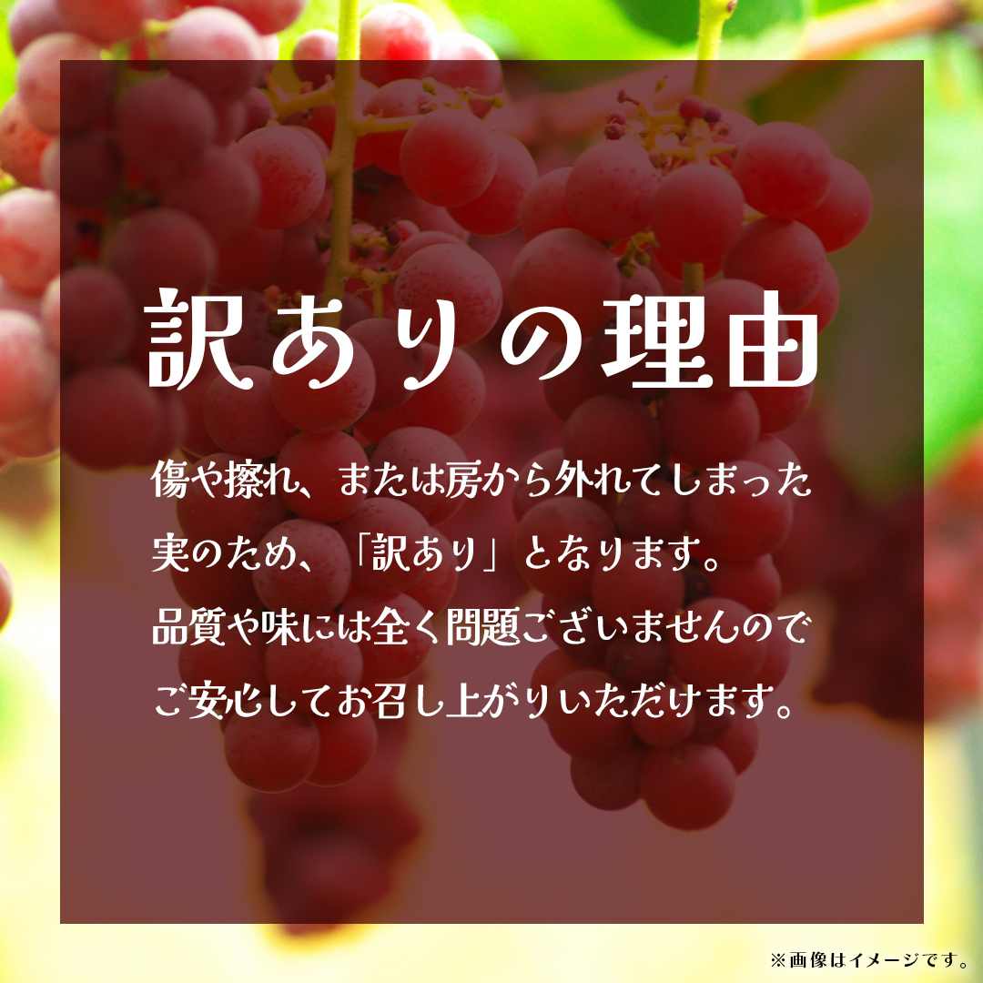 【 訳あり 】 クインニーナ 3kg 【2026年9月発送開始】(茨城県共通返礼品：大子町) ぶどう 葡萄 ブドウ 果物 フルーツ 果実 ワケあり ご自宅用 ご家庭用 自分用