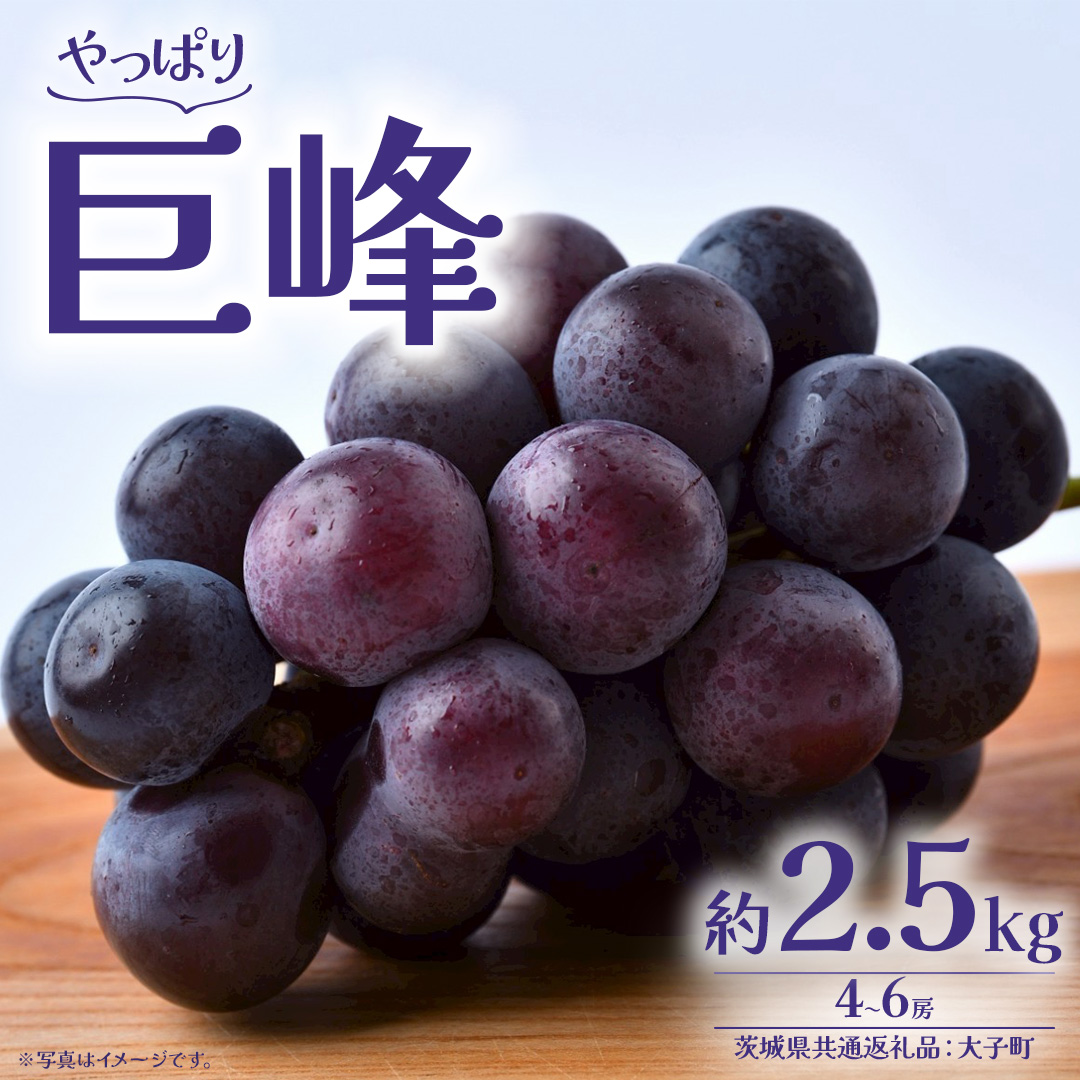 巨峰 2.5kg (4～6房)【2026年8月下旬発送開始】(茨城県共通返礼品：大子町) ぶどう 葡萄 ブドウ フルーツ 果物 スイーツ