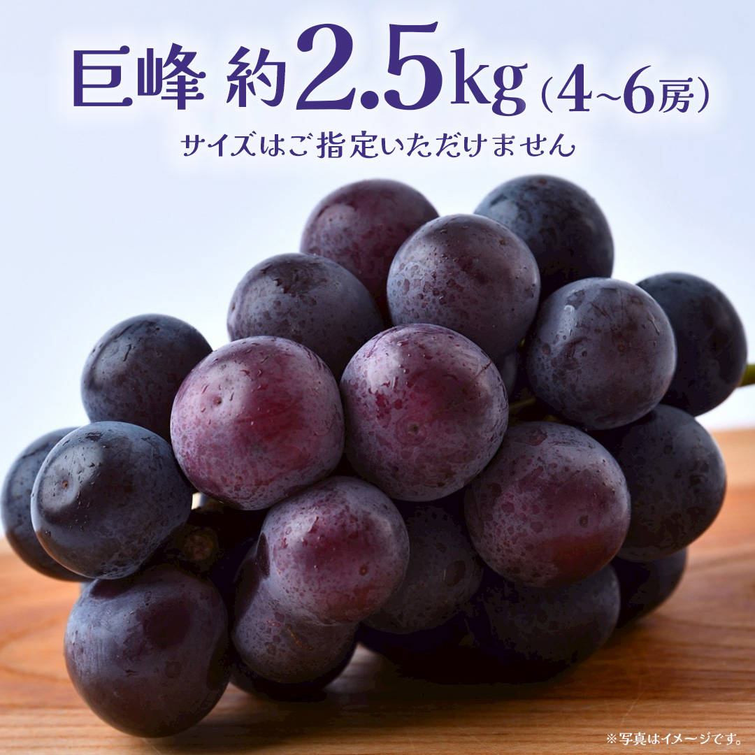 巨峰 2.5kg (4～6房)【2026年8月下旬発送開始】(茨城県共通返礼品：大子町) ぶどう 葡萄 ブドウ フルーツ 果物 スイーツ