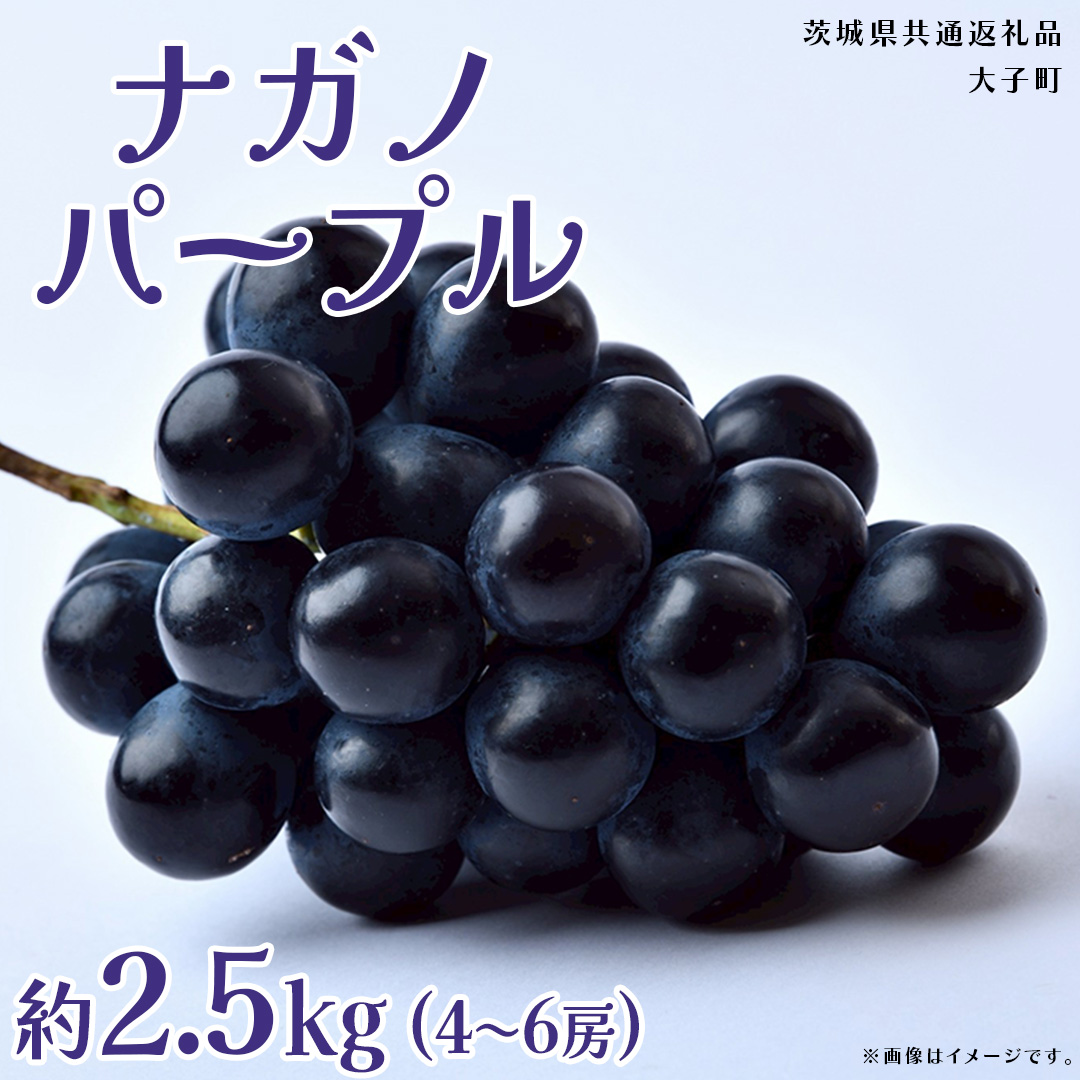ナガノパープル 2.5kg (4～6房)【2026年8月下旬発送開始】(茨城県共通返礼品：大子町) ぶどう 葡萄 ブドウ 果物 フルーツ 果実