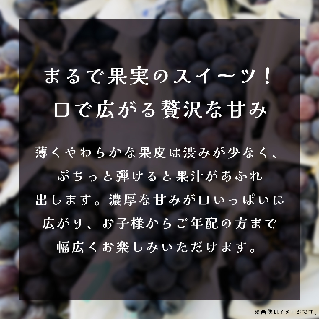 ナガノパープル 2.5kg (4～6房)【2026年8月下旬発送開始】(茨城県共通返礼品：大子町) ぶどう 葡萄 ブドウ 果物 フルーツ 果実