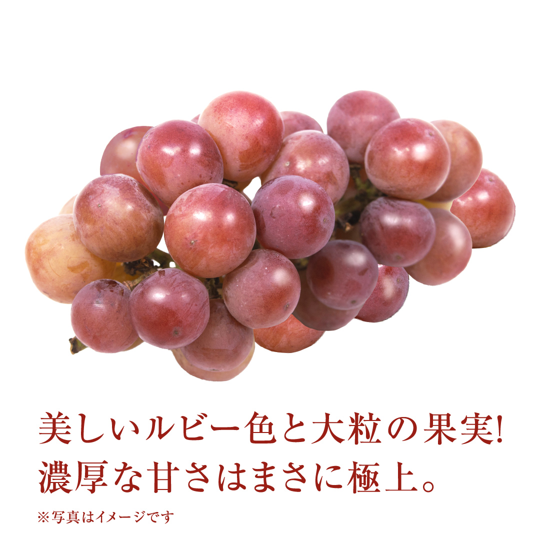【 訳あり 】 ゴルビー 3kg 【2026年8月中旬発送開始】(茨城県共通返礼品：大子町) ぶどう 葡萄 ブドウ 果物 フルーツ 果実 ワケあり ご自宅用 ご家庭用 自分用