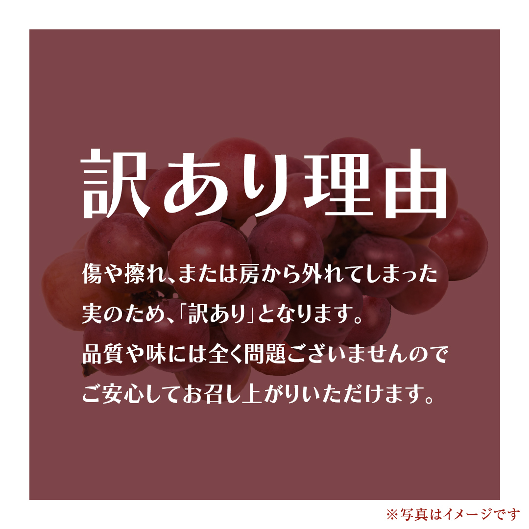 【 訳あり 】 ゴルビー 3kg 【2026年8月中旬発送開始】(茨城県共通返礼品：大子町) ぶどう 葡萄 ブドウ 果物 フルーツ 果実 ワケあり ご自宅用 ご家庭用 自分用