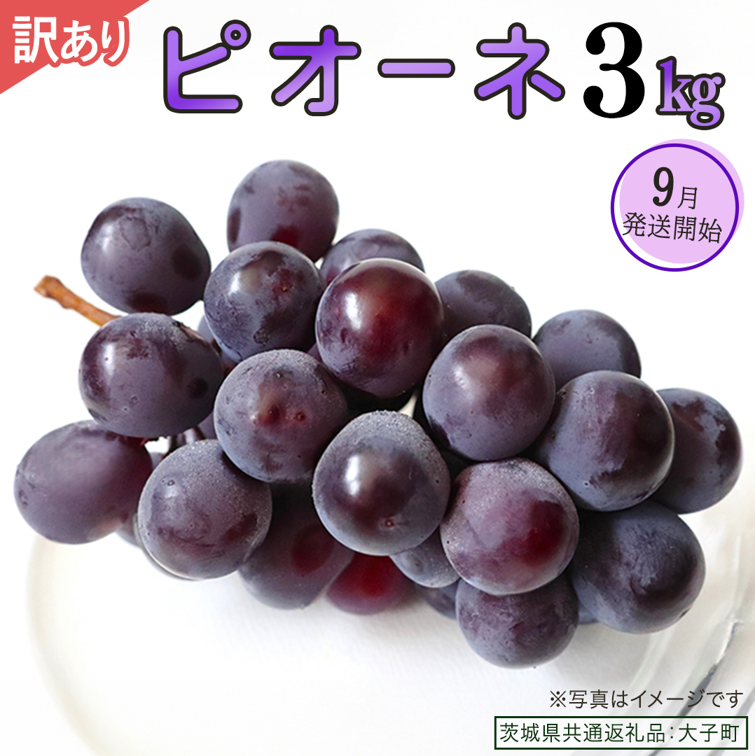 【 訳あり 】 ピオーネ 3kg 【2026年9月発送開始】(茨城県共通返礼品：大子町) ブドウ ぶどう 葡萄 ピオーネ 果物 フルーツ 果実 ワケあり ご自宅用 ご家庭用 自分用