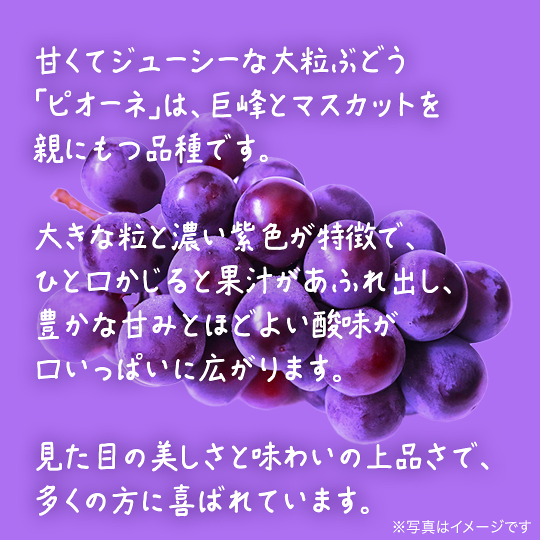 【 訳あり 】 ピオーネ 3kg 【2026年9月発送開始】(茨城県共通返礼品：大子町) ブドウ ぶどう 葡萄 ピオーネ 果物 フルーツ 果実 ワケあり ご自宅用 ご家庭用 自分用