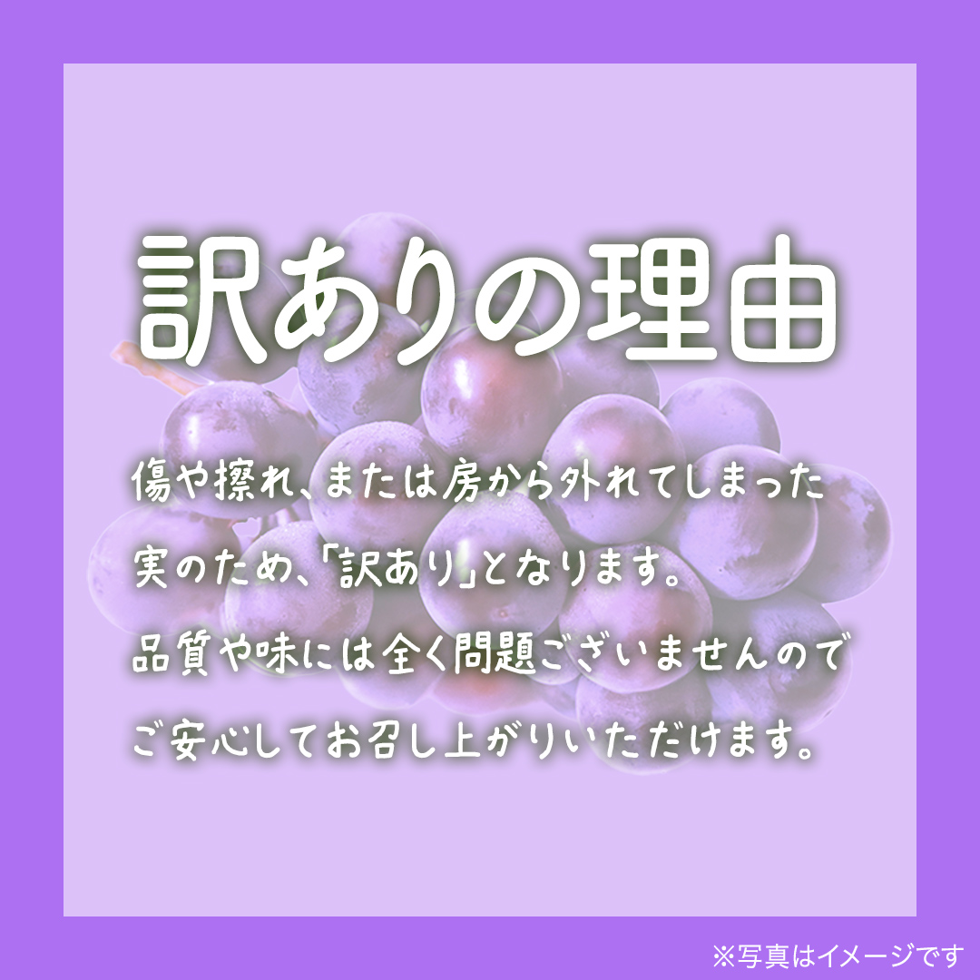 【 訳あり 】 ピオーネ 3kg 【2026年9月発送開始】(茨城県共通返礼品：大子町) ブドウ ぶどう 葡萄 ピオーネ 果物 フルーツ 果実 ワケあり ご自宅用 ご家庭用 自分用