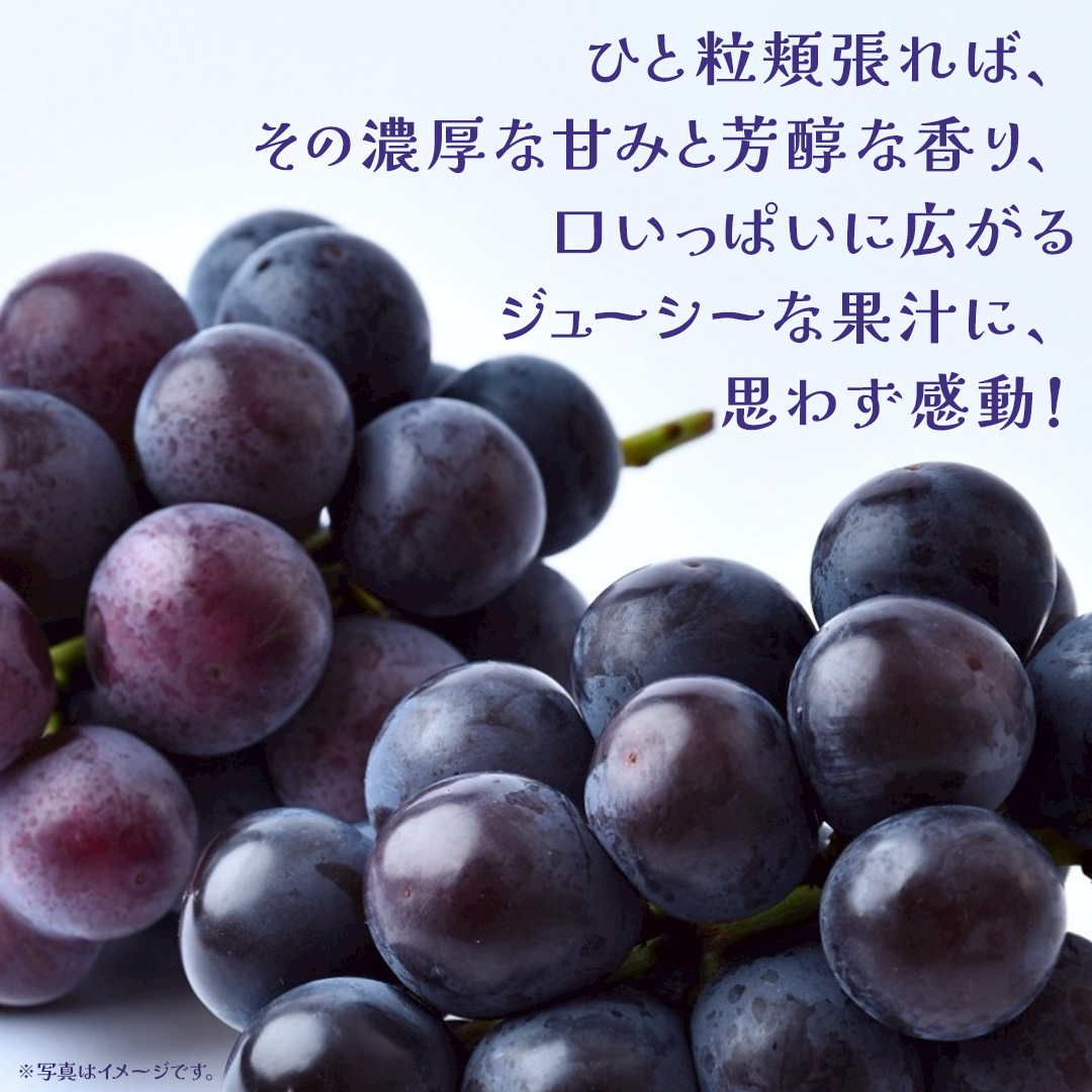 【 訳あり 】 巨峰 3kg 【2026年9月発送開始】(茨城県共通返礼品：大子町) ぶどう 葡萄 ブドウ フルーツ 果物 スイーツ わけあり ワケあり ご自宅用 ご家庭用 自分用