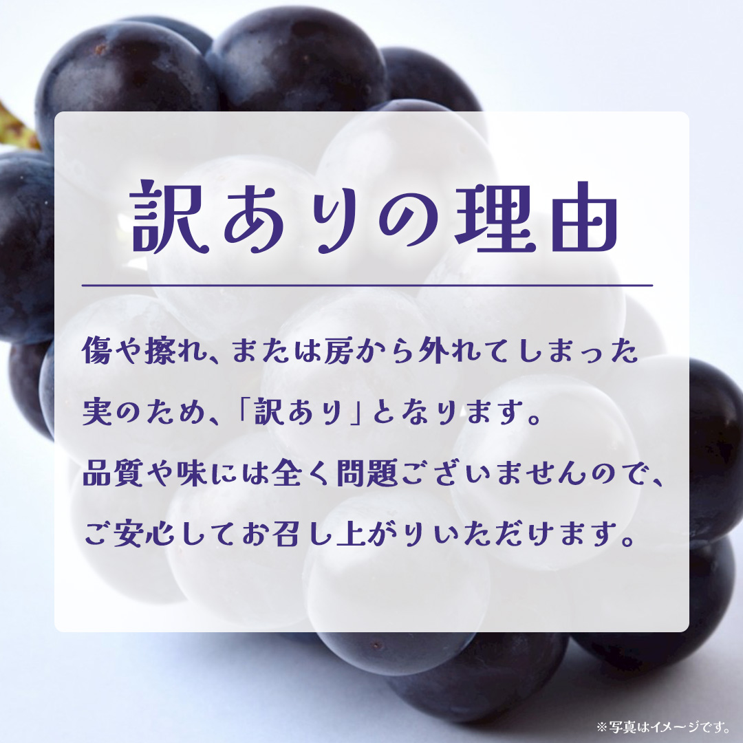【 訳あり 】 巨峰 3kg 【2026年9月発送開始】(茨城県共通返礼品：大子町) ぶどう 葡萄 ブドウ フルーツ 果物 スイーツ わけあり ワケあり ご自宅用 ご家庭用 自分用