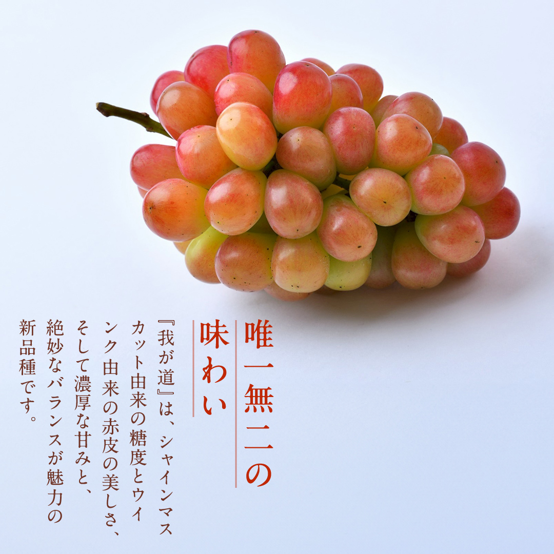 【 訳あり 】 我が道 3kg 【2026年9月発送開始】(茨城県共通返礼品：大子町) シャインマスカット ウインク 葡萄 ブドウ ぶどう 果物 フルーツ 希少 新品種　 わけあり ワケあり ご自宅用 ご家庭用 自分用