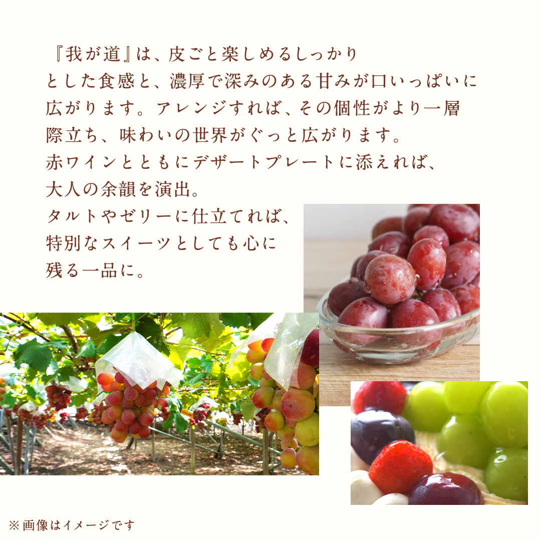 【 訳あり 】 我が道 3kg 【2026年9月発送開始】(茨城県共通返礼品：大子町) シャインマスカット ウインク 葡萄 ブドウ ぶどう 果物 フルーツ 希少 新品種　 わけあり ワケあり ご自宅用 ご家庭用 自分用