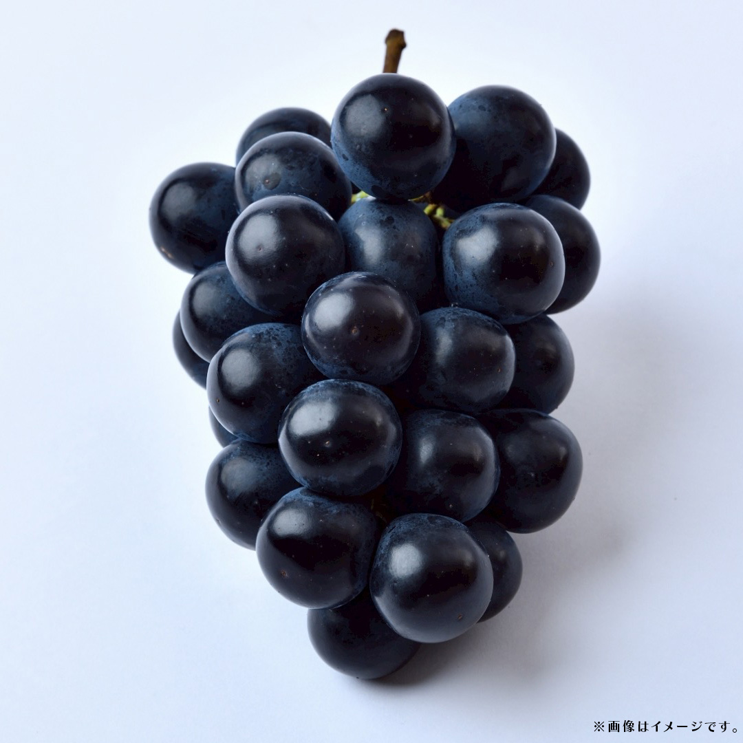 【 訳あり 】ナガノパープル 3kg 【2026年9月上旬発送開始】(茨城県共通返礼品：大子町) ぶどう 葡萄 ブドウ 果物 フルーツ 果実　 わけあり ワケあり ご自宅用 ご家庭用 自分用