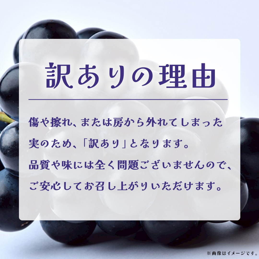 【 訳あり 】ナガノパープル 3kg 【2026年9月上旬発送開始】(茨城県共通返礼品：大子町) ぶどう 葡萄 ブドウ 果物 フルーツ 果実　 わけあり ワケあり ご自宅用 ご家庭用 自分用