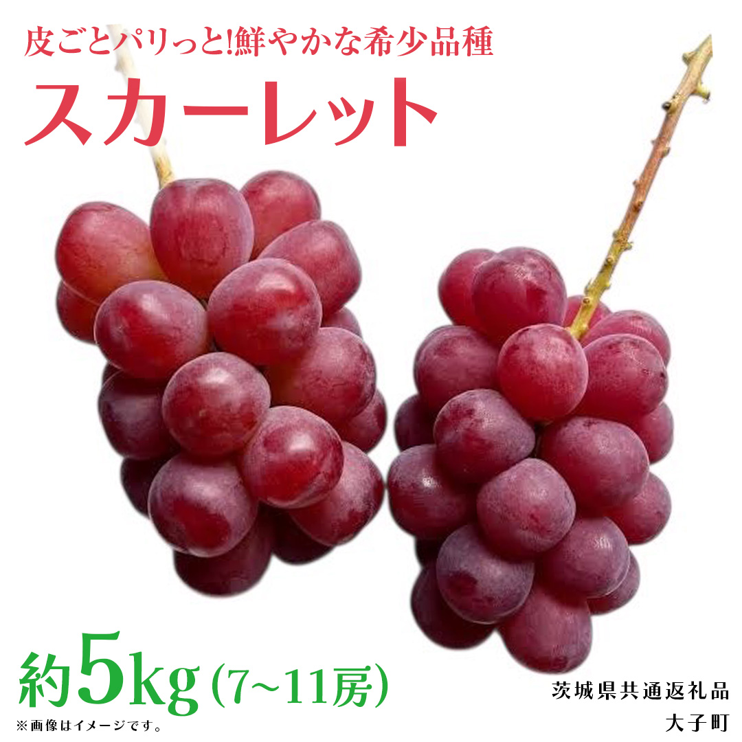 スカーレット 5kg 【2026年7月上旬発送開始】(茨城県共通返礼品：大子町) スカーレット ぶどう ブドウ 葡萄 皮ごと 希少種 フルーツ 赤い シャインマスカット 血統 贈答用 旬果 