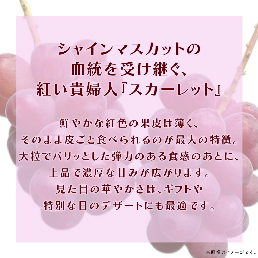 スカーレット 5kg 【2026年7月上旬発送開始】(茨城県共通返礼品：大子町) スカーレット ぶどう ブドウ 葡萄 皮ごと 希少種 フルーツ 赤い シャインマスカット 血統 贈答用 旬果 