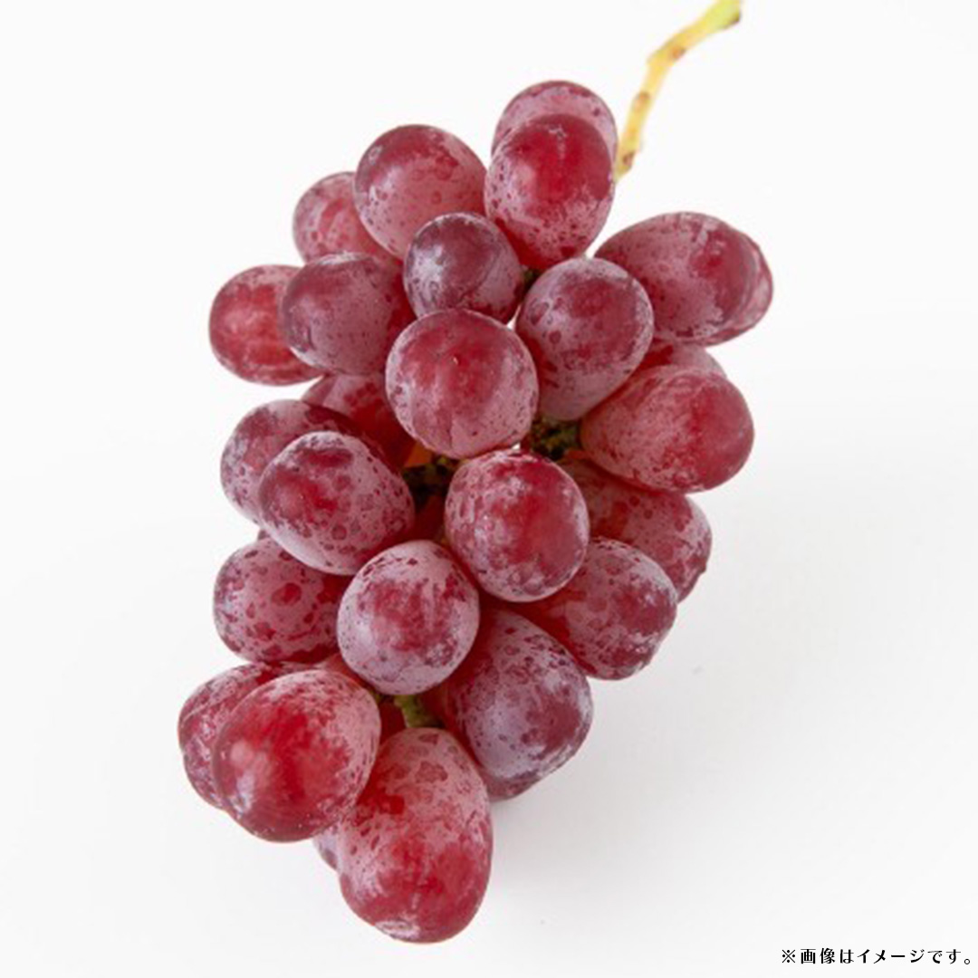スカーレット 5kg 【2026年7月上旬発送開始】(茨城県共通返礼品：大子町) スカーレット ぶどう ブドウ 葡萄 皮ごと 希少種 フルーツ 赤い シャインマスカット 血統 贈答用 旬果 
