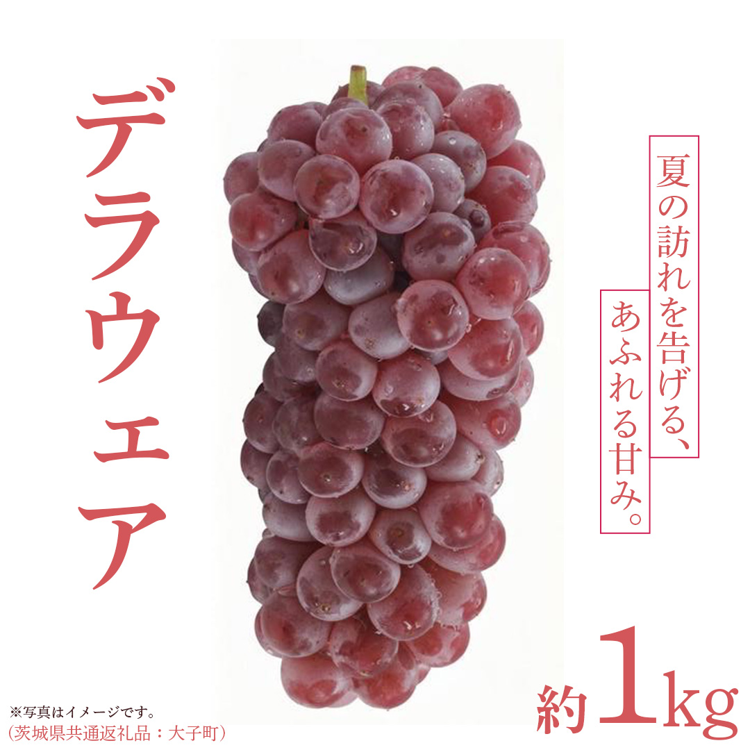 デラウェア 1kg 【 2026年6月発送開始 】 (茨城県共通返礼品：大子町) デラウェア ぶどう ブドウ 葡萄 完熟 種無し フルーツ 旬果