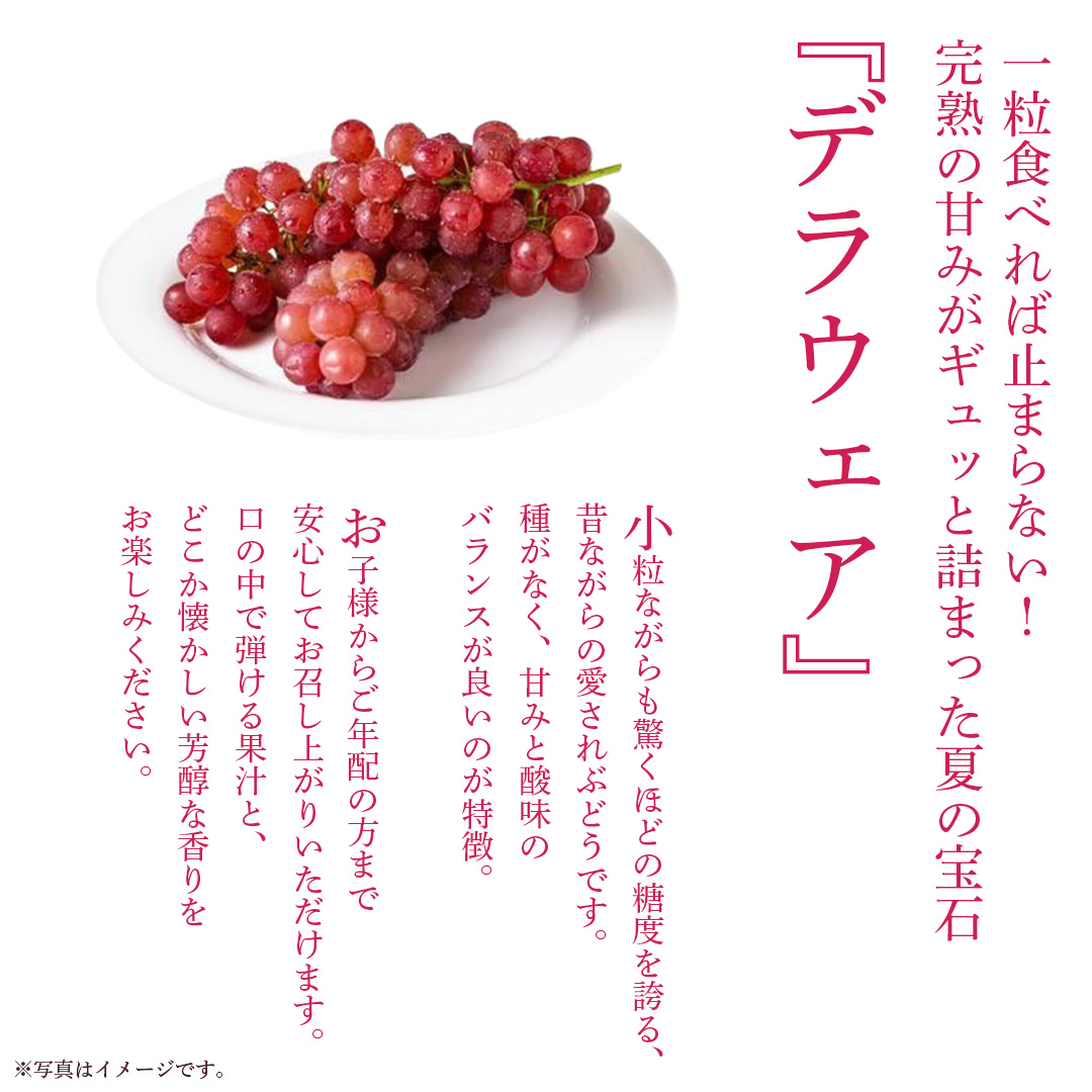 デラウェア 1kg 【 2026年6月発送開始 】 (茨城県共通返礼品：大子町) デラウェア ぶどう ブドウ 葡萄 完熟 種無し フルーツ 旬果