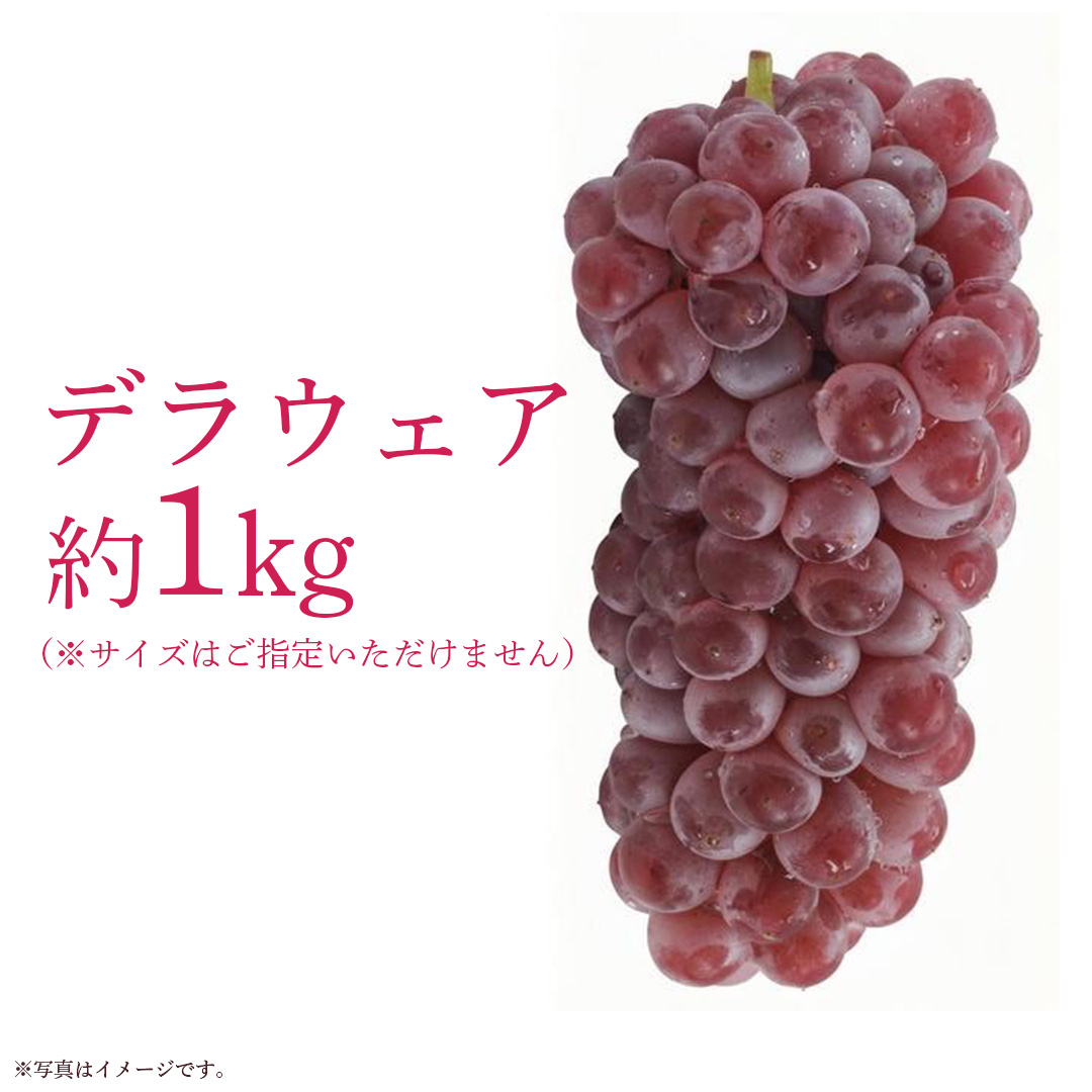 デラウェア 1kg 【 2026年6月発送開始 】 (茨城県共通返礼品：大子町) デラウェア ぶどう ブドウ 葡萄 完熟 種無し フルーツ 旬果