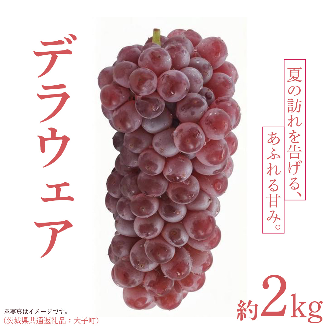 デラウェア 2kg 【 2026年7月上旬発送開始 】 (茨城県共通返礼品：大子町) デラウェア ぶどう ブドウ 葡萄 完熟 種無し フルーツ 旬果