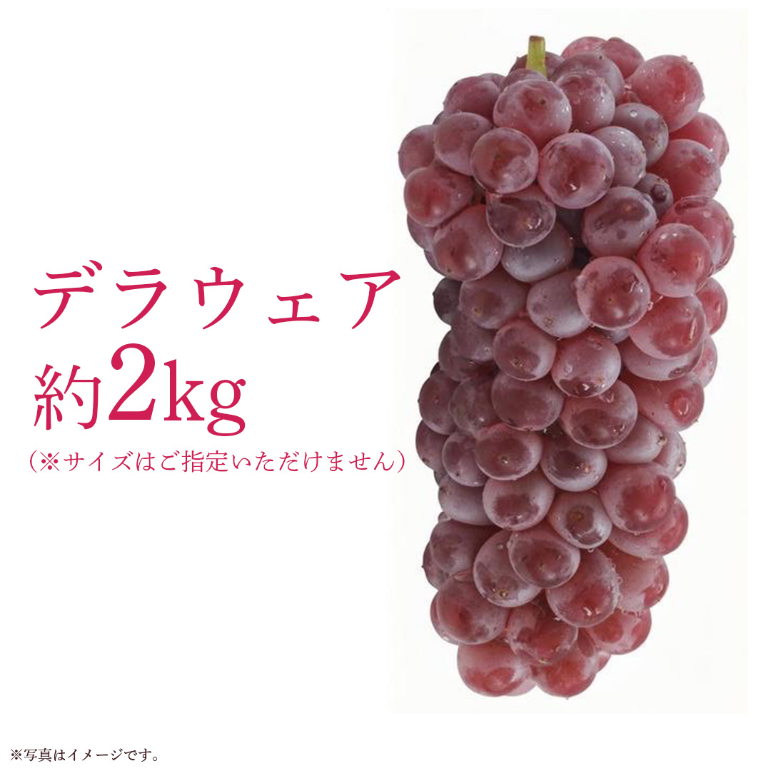 デラウェア 2kg 【 2026年7月上旬発送開始 】 (茨城県共通返礼品：大子町) デラウェア ぶどう ブドウ 葡萄 完熟 種無し フルーツ 旬果