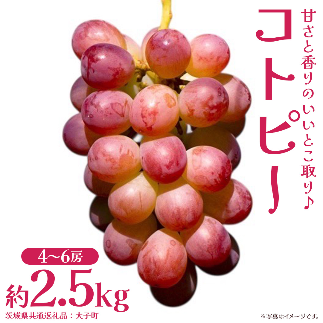 コトピー 2.5kg 【2026年8月下旬発送開始 】 (茨城県共通返礼品：大子町) コトピー ぶどう ブドウ 葡萄 皮ごと 赤い シャインマスカット 新品種 フルーツ 旬果