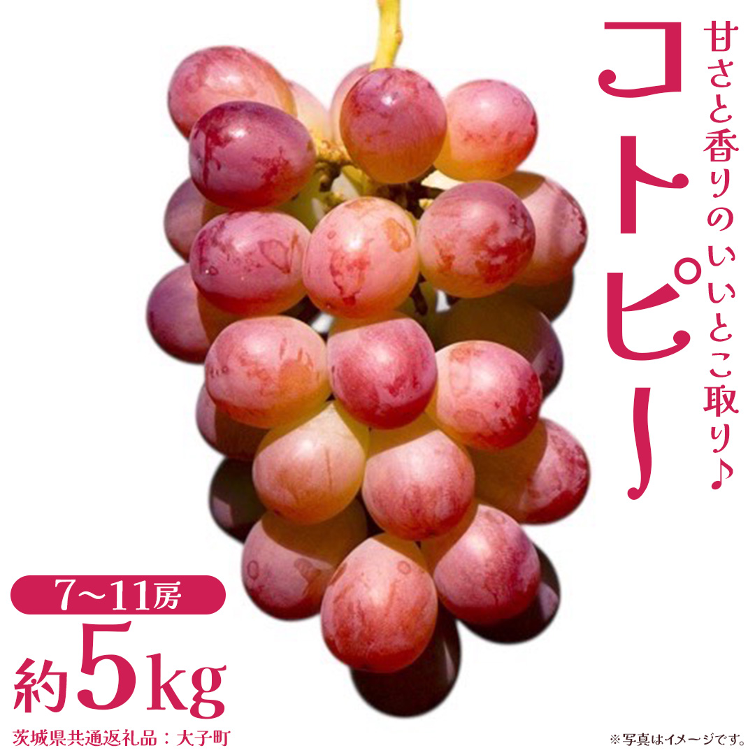 コトピー 5kg 【2026年8月下旬発送開始 】 (茨城県共通返礼品：大子町) コトピー ぶどう ブドウ 葡萄 皮ごと 赤い シャインマスカット 新品種 フルーツ 旬果