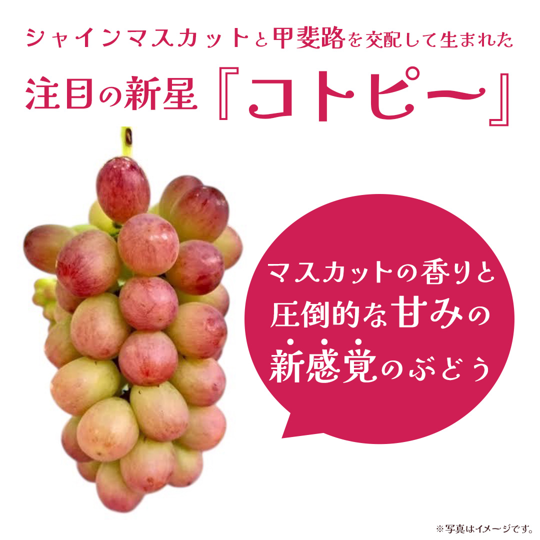 コトピー 5kg 【2026年8月下旬発送開始 】 (茨城県共通返礼品：大子町) コトピー ぶどう ブドウ 葡萄 皮ごと 赤い シャインマスカット 新品種 フルーツ 旬果