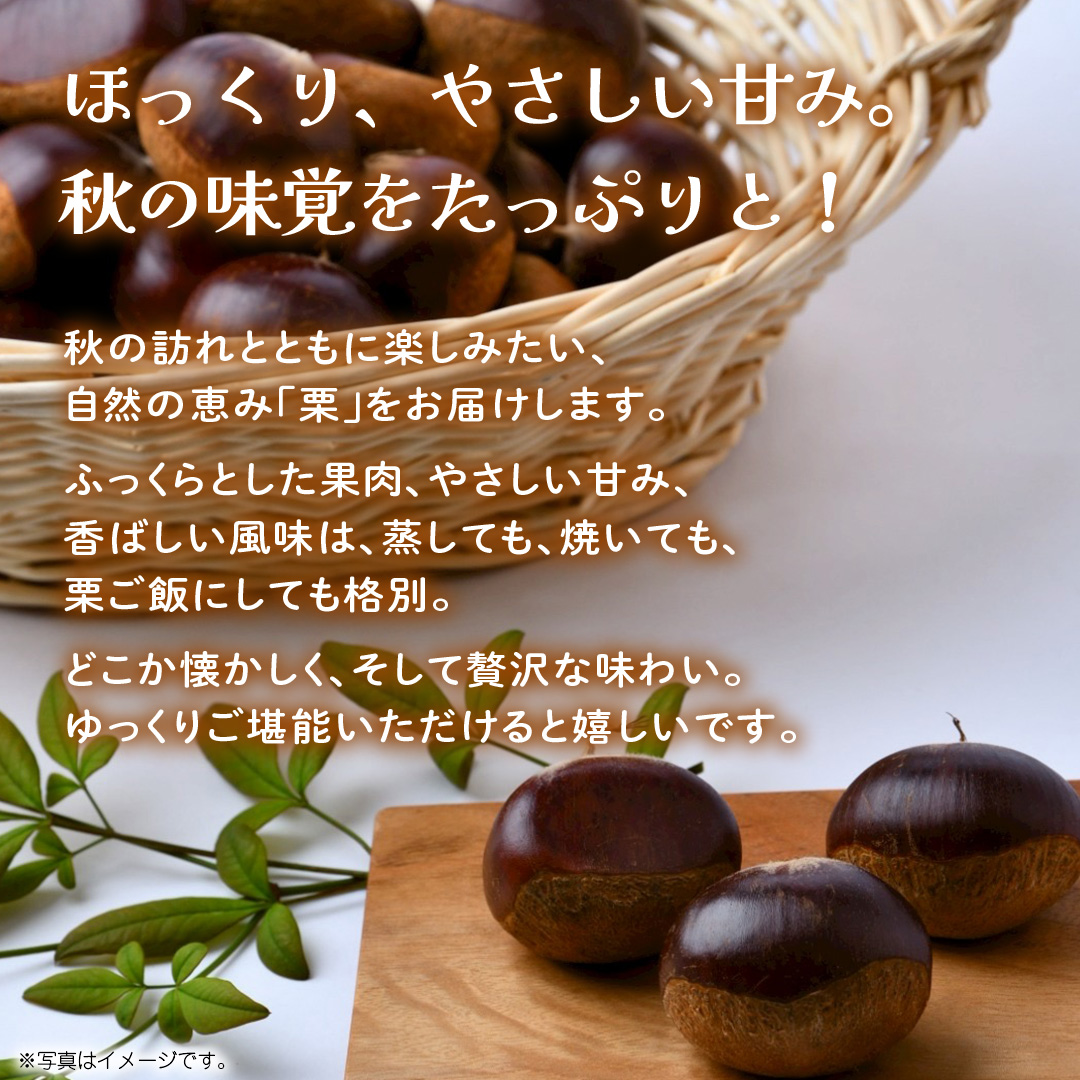 栗 1kg 【2026年9月上旬発送開始】(茨城県共通返礼品：大子町) くり マロン 果物 スイーツ モンブラン 栗きんとん 生栗 焼き栗 甘栗