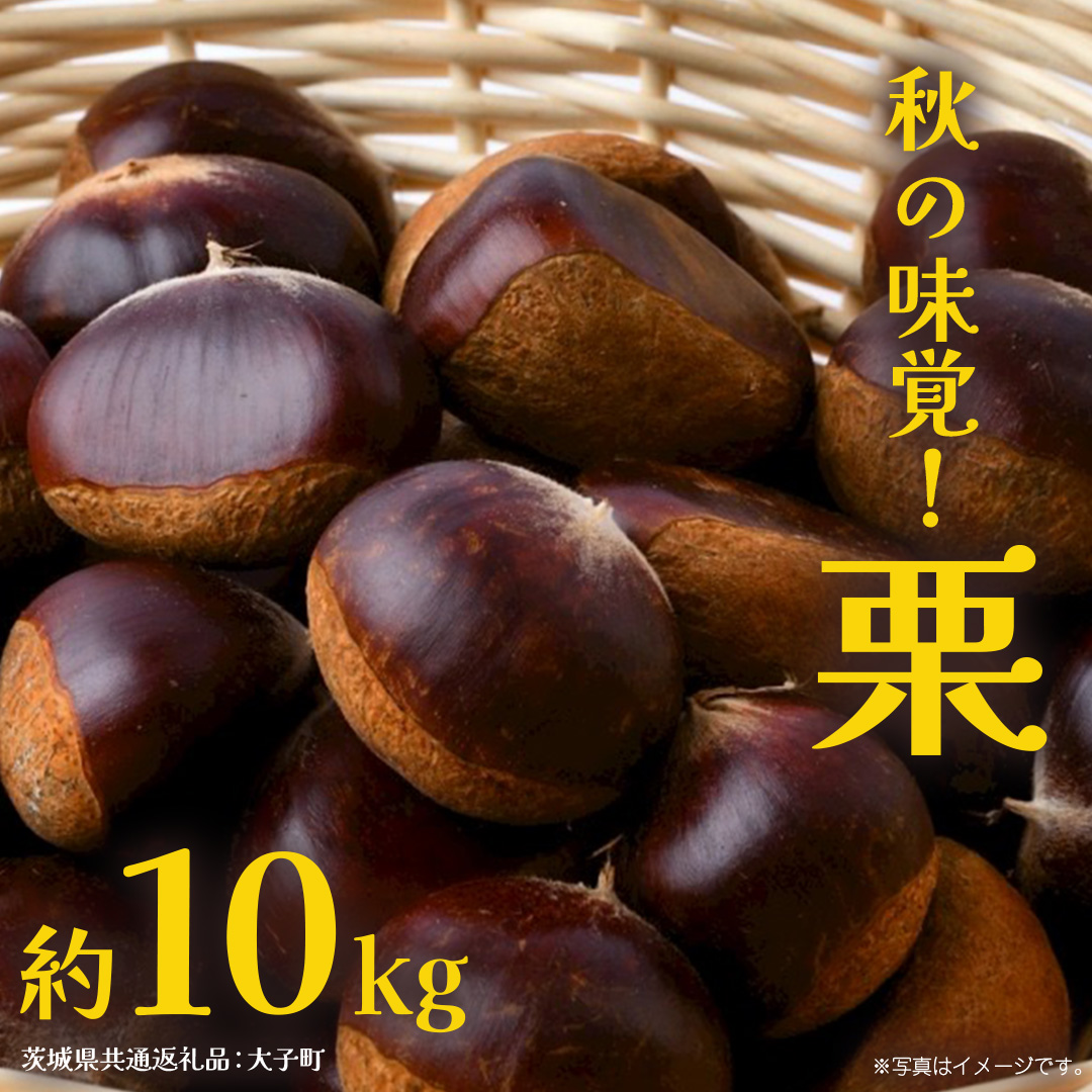 栗 10kg 【2026年9月上旬発送開始】(茨城県共通返礼品：大子町) くり マロン 果物 スイーツ モンブラン 栗きんとん 生栗 焼き栗 甘栗
