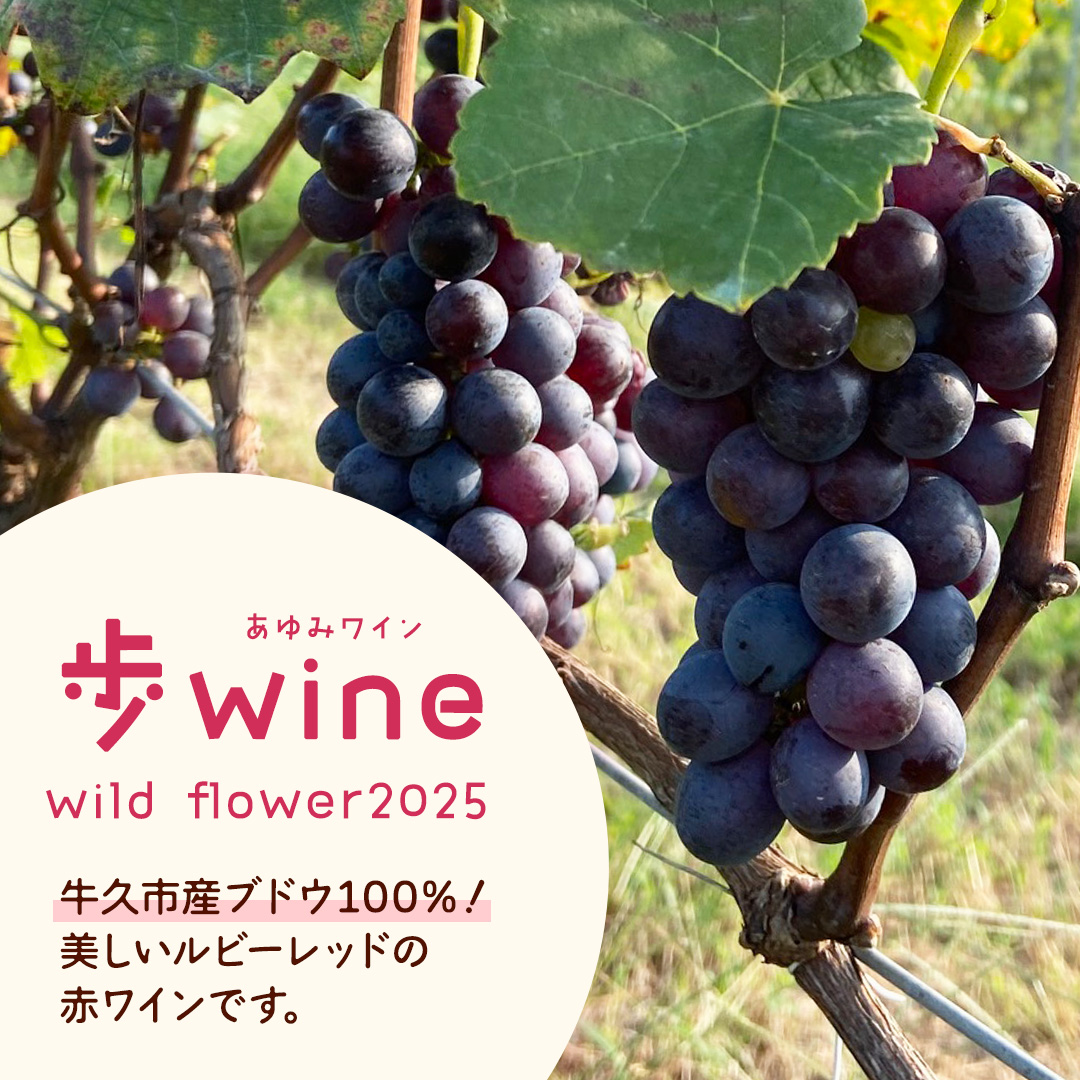 歩wine wild flower2025 ( 750ml ) 日本ワイン 牛久市 ブドウ 自然派ワイン 無濾過 ファーストヴィンテージ マスカット・ベーリーA ビジュノワール メルロー バルベーラ ワイン 酒 赤ワイン わいん