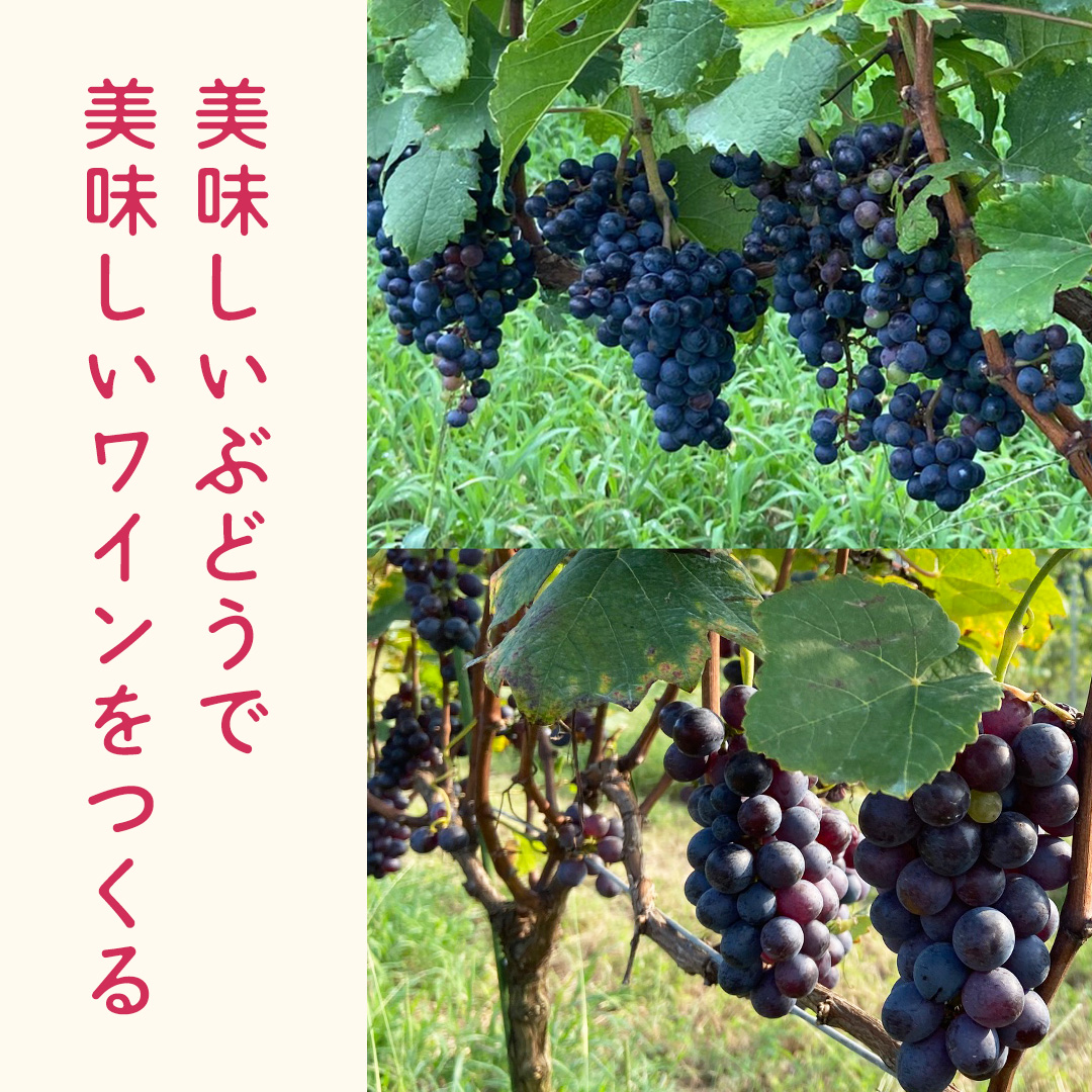 歩wine wild flower2025 ( 750ml ) 日本ワイン 牛久市 ブドウ 自然派ワイン 無濾過 ファーストヴィンテージ マスカット・ベーリーA ビジュノワール メルロー バルベーラ ワイン 酒 赤ワイン わいん
