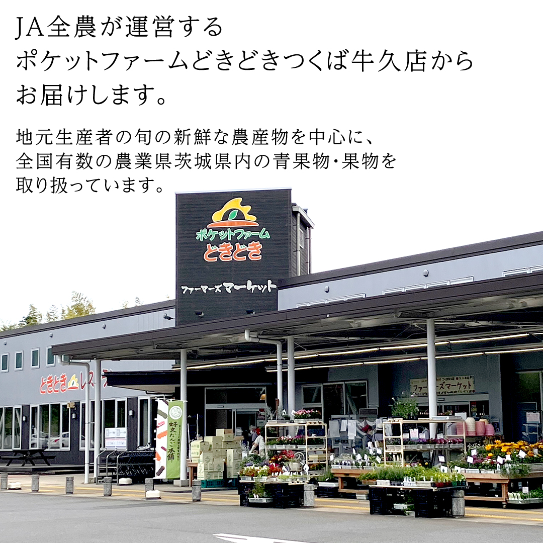 【6月上旬頃より発送】茨城県産 青肉・赤肉メロンセット 秀品または優品 3Lまたは4Lサイズ×各1玉入 おすすめ JA全農いばらき JA メロン めろん フルーツ くだもの 果物 国産旬 定番 旬 期間限定 青肉 赤肉 食べ比べ アンデス クインシー エルソル