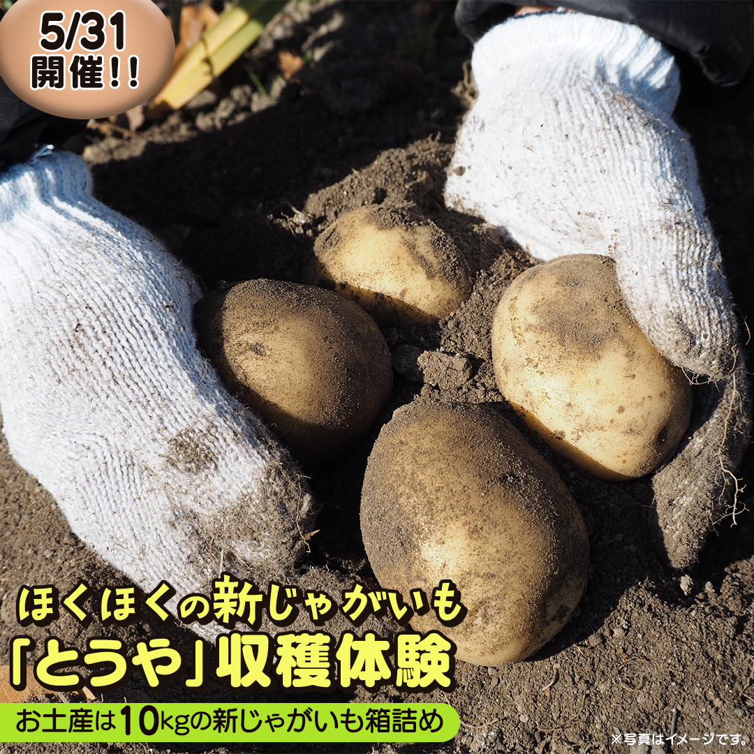 じゃがいも 「 とうや 」 収穫体験 (5/31（日）開催) ジャガイモ 芋 収穫体験チケット 収穫 収穫体験 体験 チケット 観光 旅行 自然 農業体験 お土産 持ち帰り