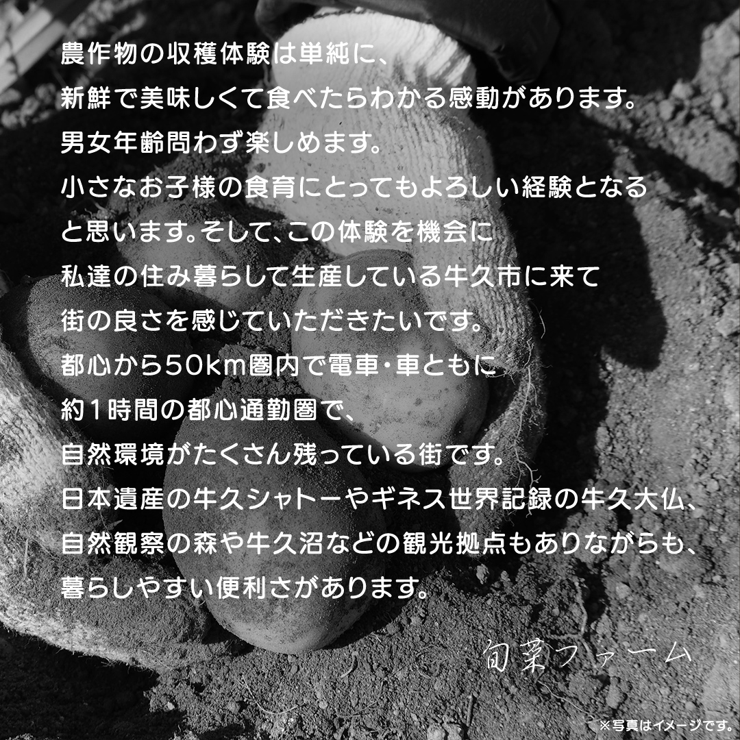 じゃがいも 「 とうや 」 収穫体験 (6/6（土）、6/7（日）開催) ジャガイモ 芋 収穫体験チケット 収穫 収穫体験 体験 チケット 観光 旅行 自然 農業体験 お土産 持ち帰り