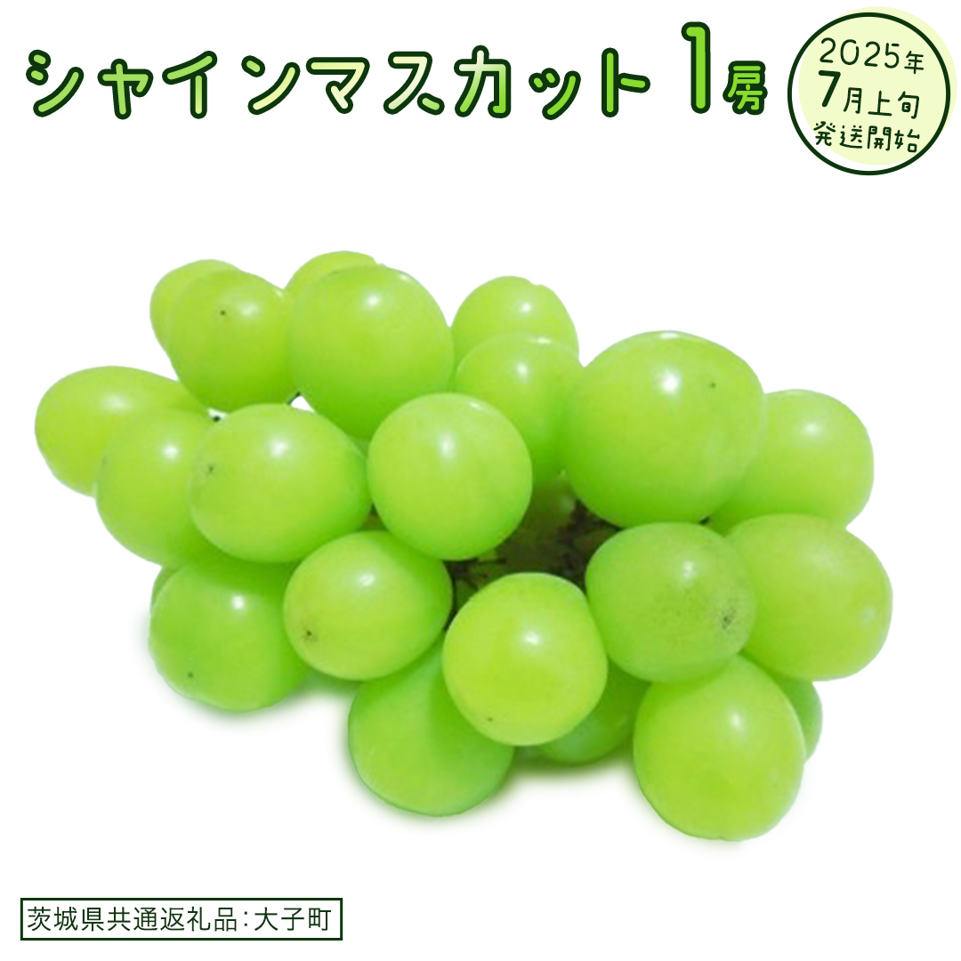 シャインマスカット １房【2025年7月上旬発送開始】(茨城県共通返礼品：大子町)　ぶどう 葡萄 ブドウ マスカット フルーツ 果物 スイーツ