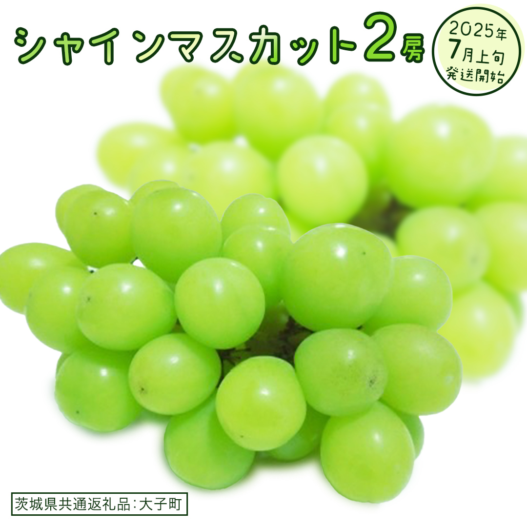 シャインマスカット ２房【2025年7月上旬発送開始】(茨城県共通返礼品：大子町)  ぶどう 葡萄 ブドウ マスカット フルーツ 果物 スイーツ