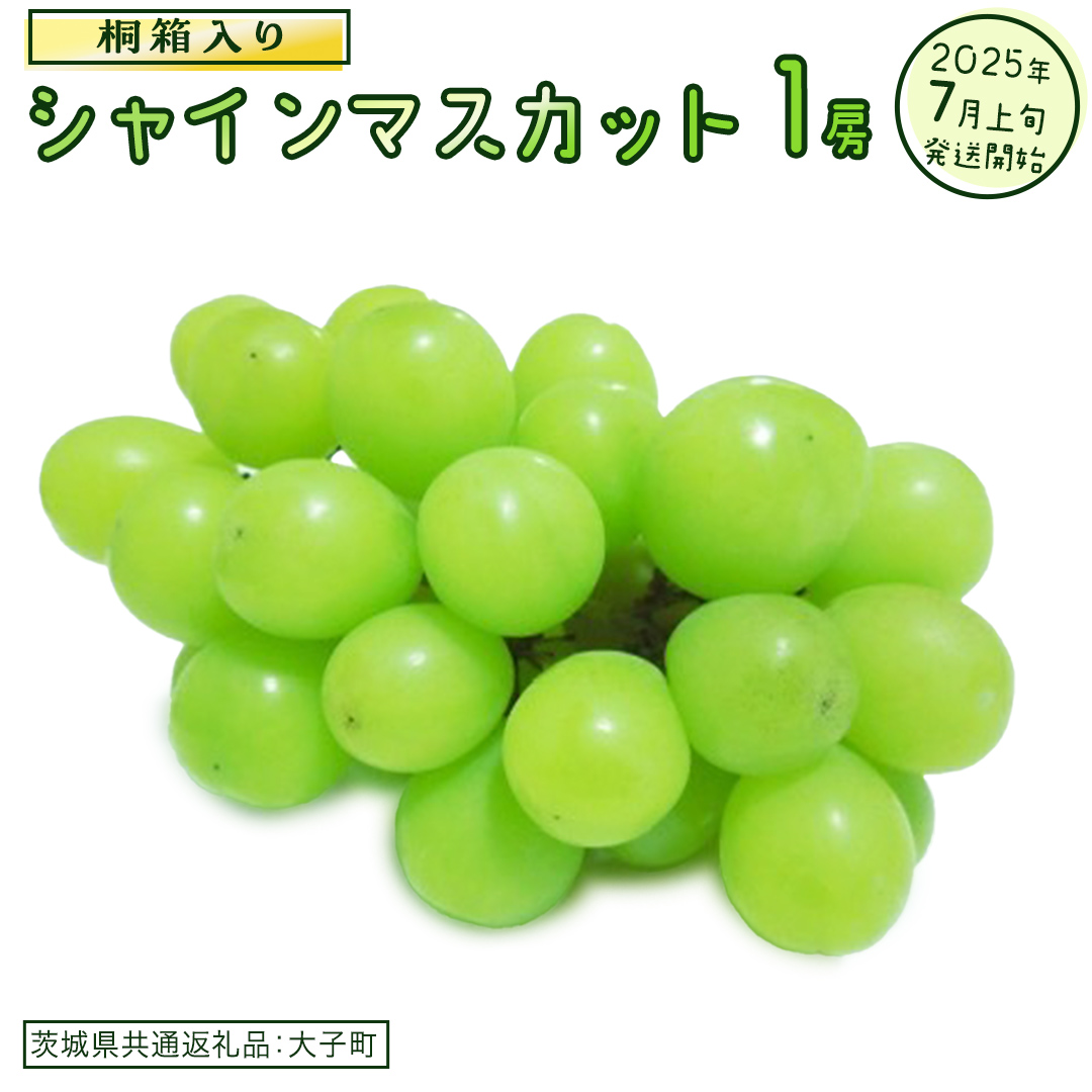 【桐箱入り】 シャインマスカット １房【2025年7月上旬発送開始】(茨城県共通返礼品：大子町)  ぶどう 葡萄 マスカット フルーツ 果物 贈答用 ギフト 贈り物